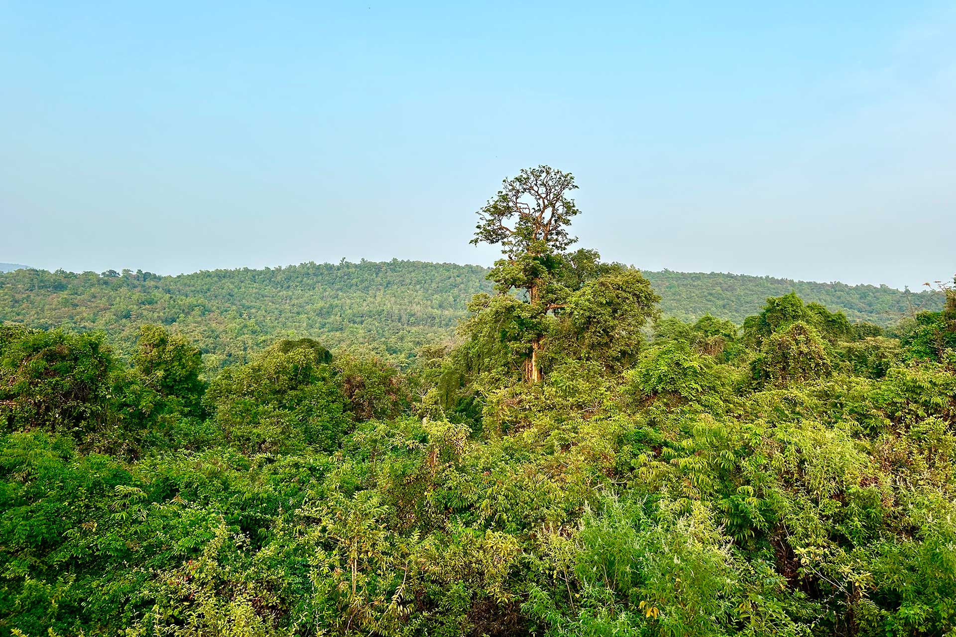 sacred grove or devrai