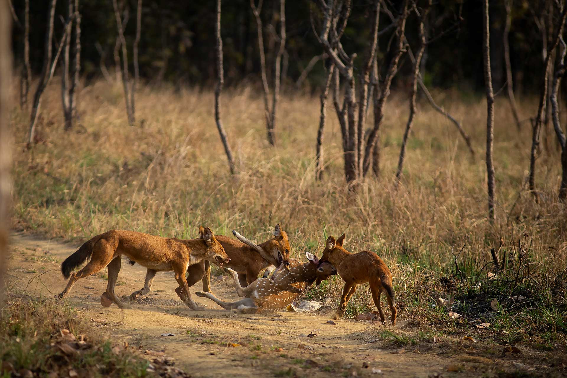 Wild Dogs hunting Spotted Deer