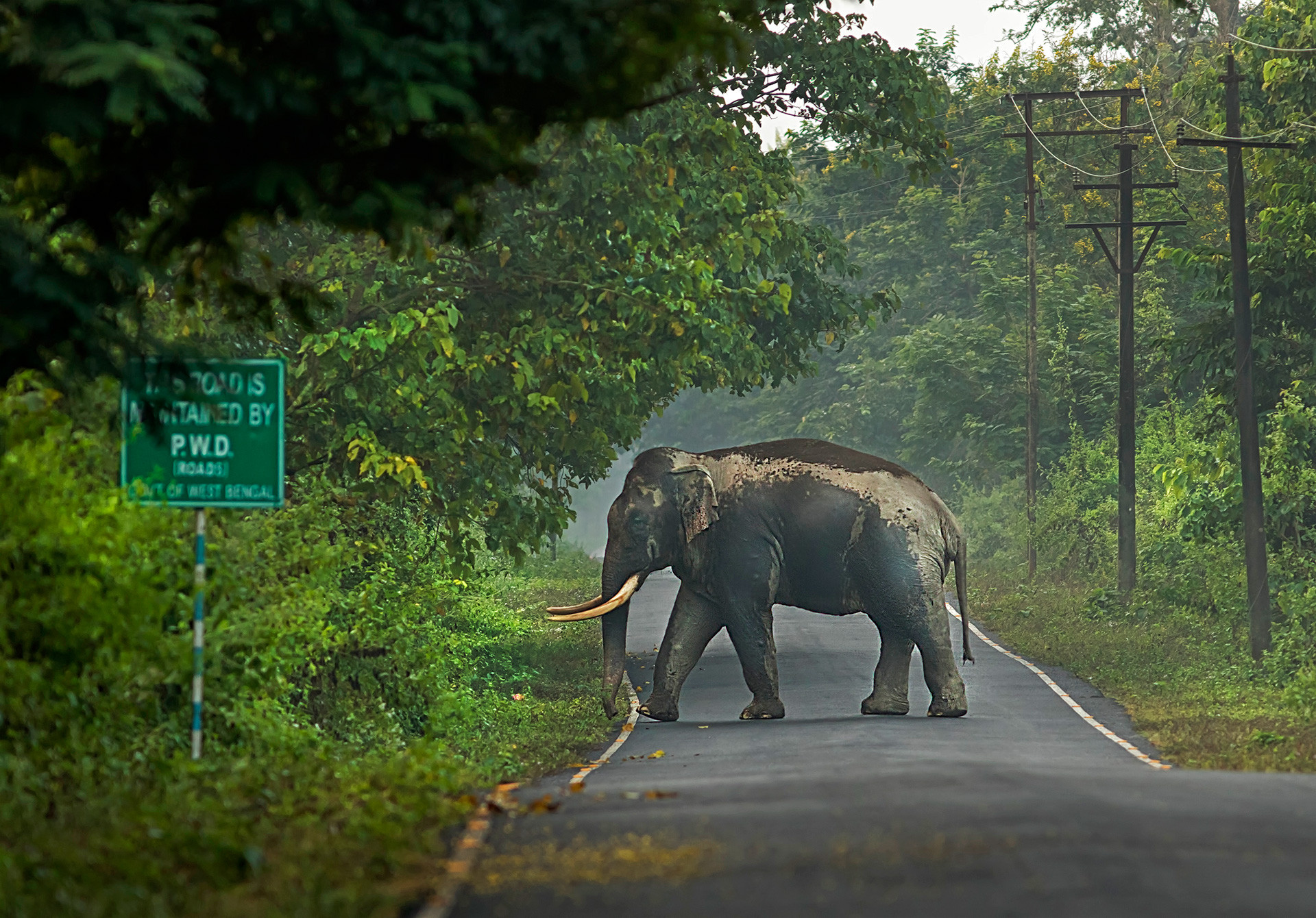 The Ashwathama T from Darjeeling wildlife division | Nature Infocus