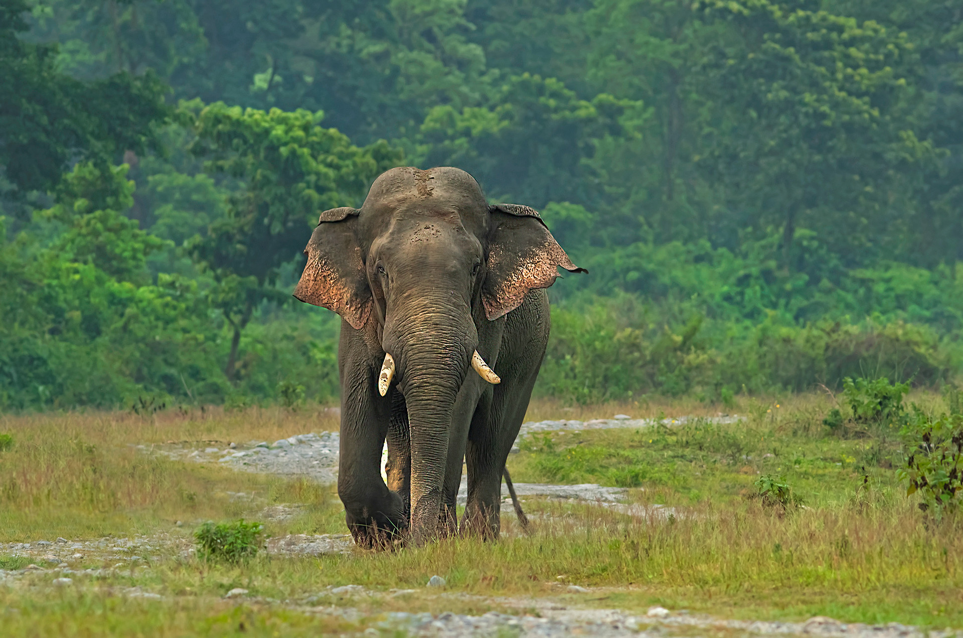 The epic Kanchera T whol lost his life in an epic fight with Ashwathama | Nature Infocus
