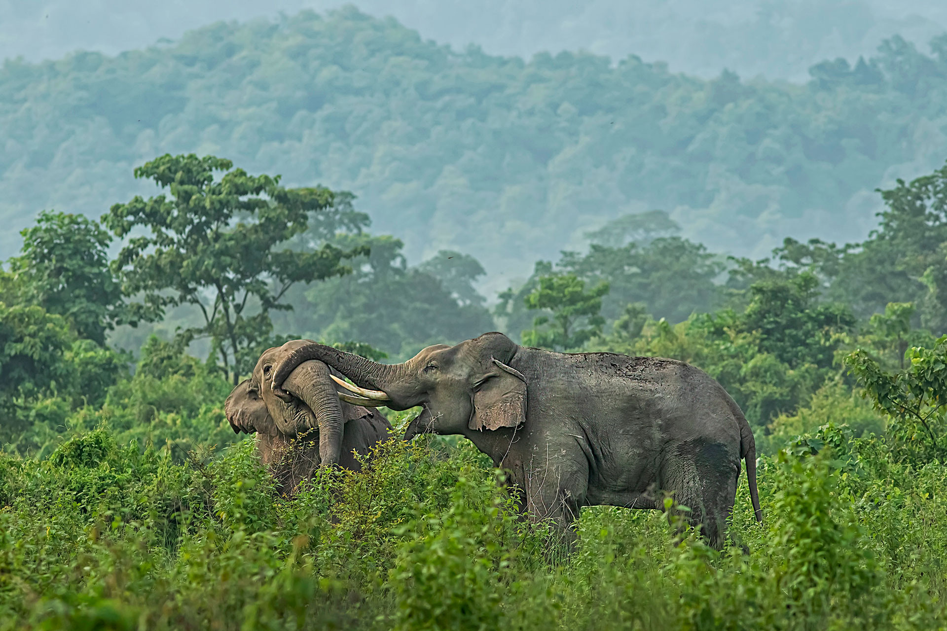 The Nawab and Phantom the Makna M are engaging in a playful fight | Nature Infocus