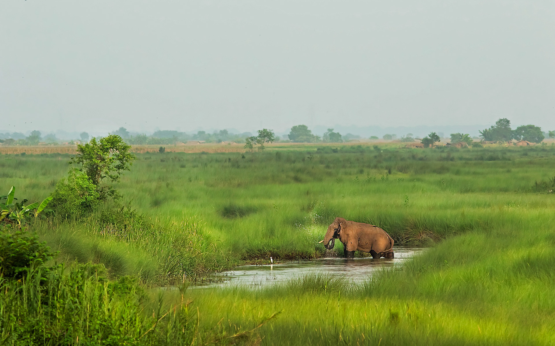 The solitary Daya ganesh T from the Teesta grassland | Nature Infocus
