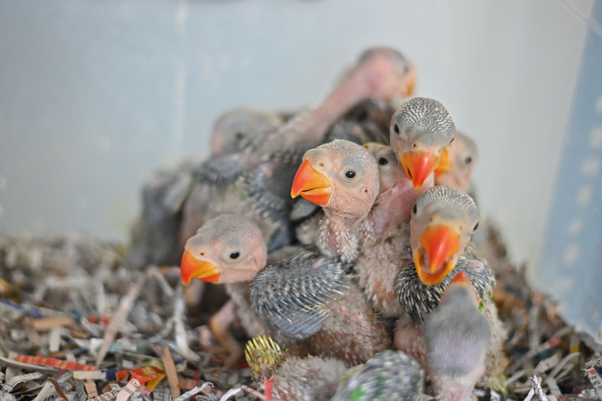 Parakeet chicks