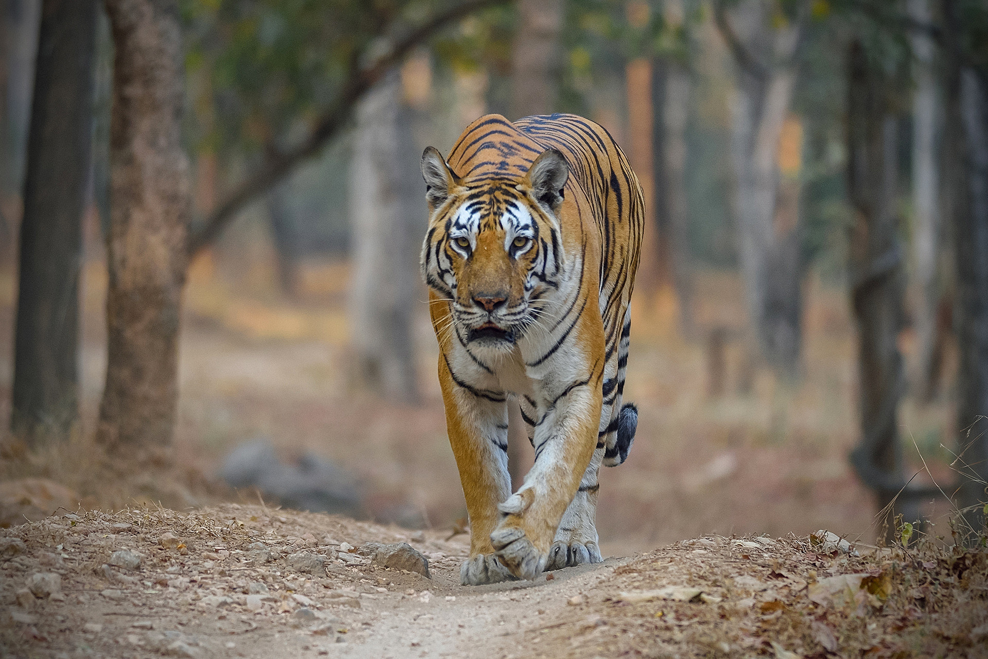 Tiger baghinnala dsc - Snapshots From Pench | Nature inFocus