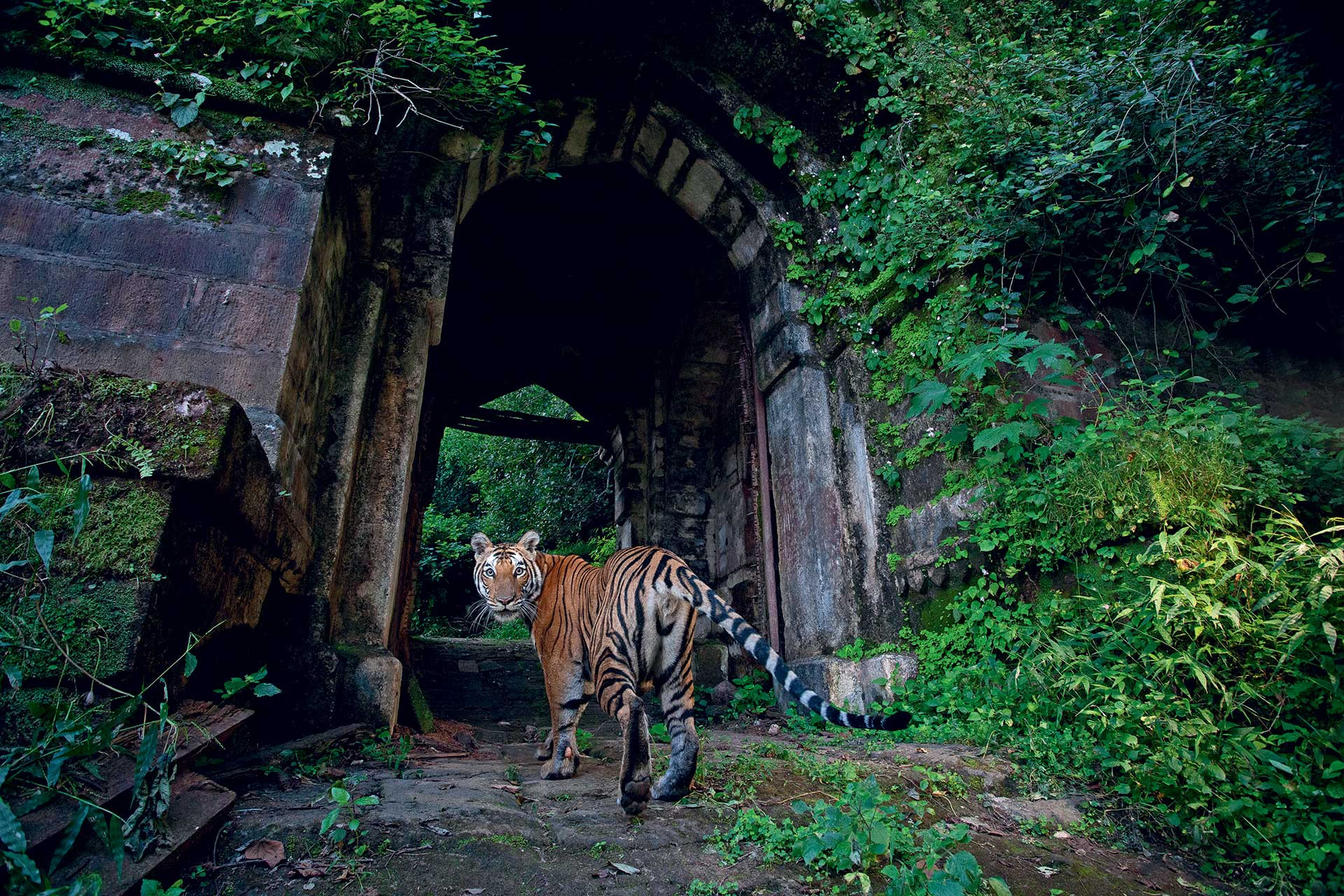 Tiger in Bandhavgarh Tiger Reserve