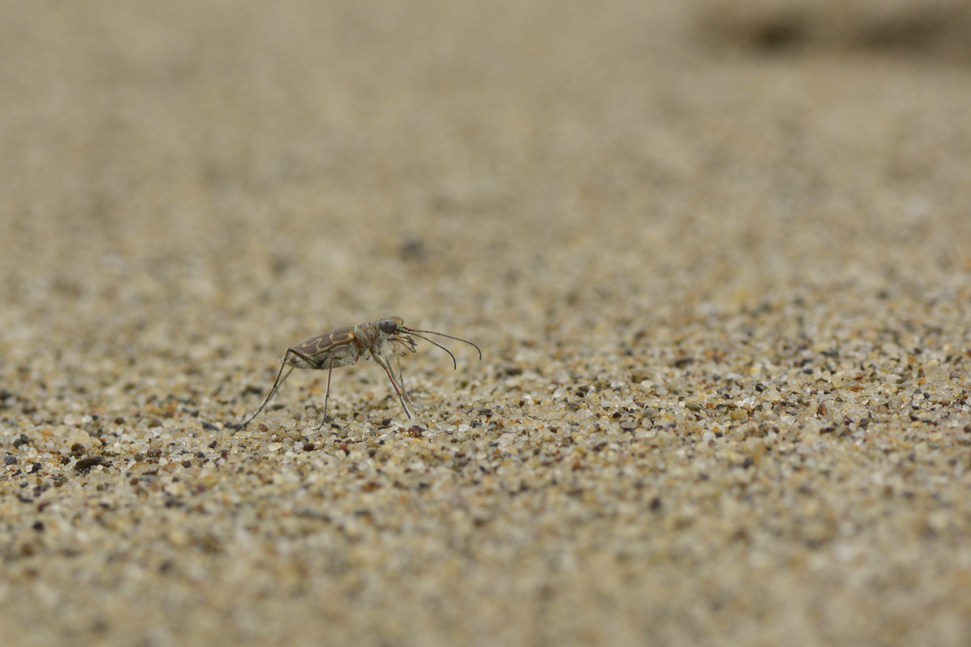 Tiger beetle - Monsoon Macro Diaries | Nature inFocus