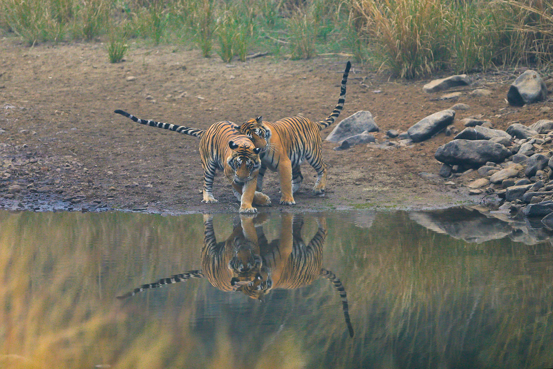 tiger cubs in Pipartola grassland in Panna Tiger Reserve