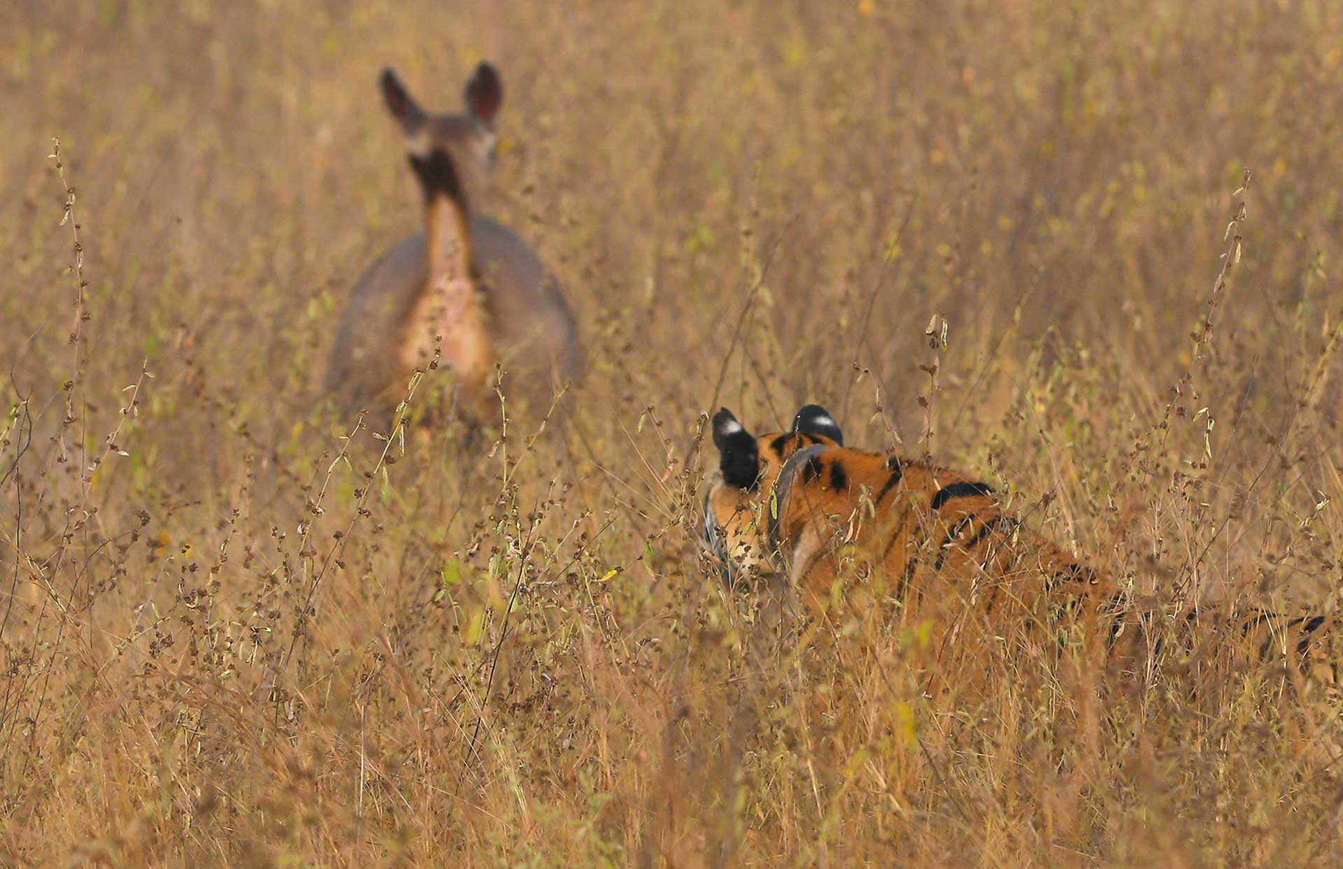 Tiger hunting deer in Central India Panna Forest