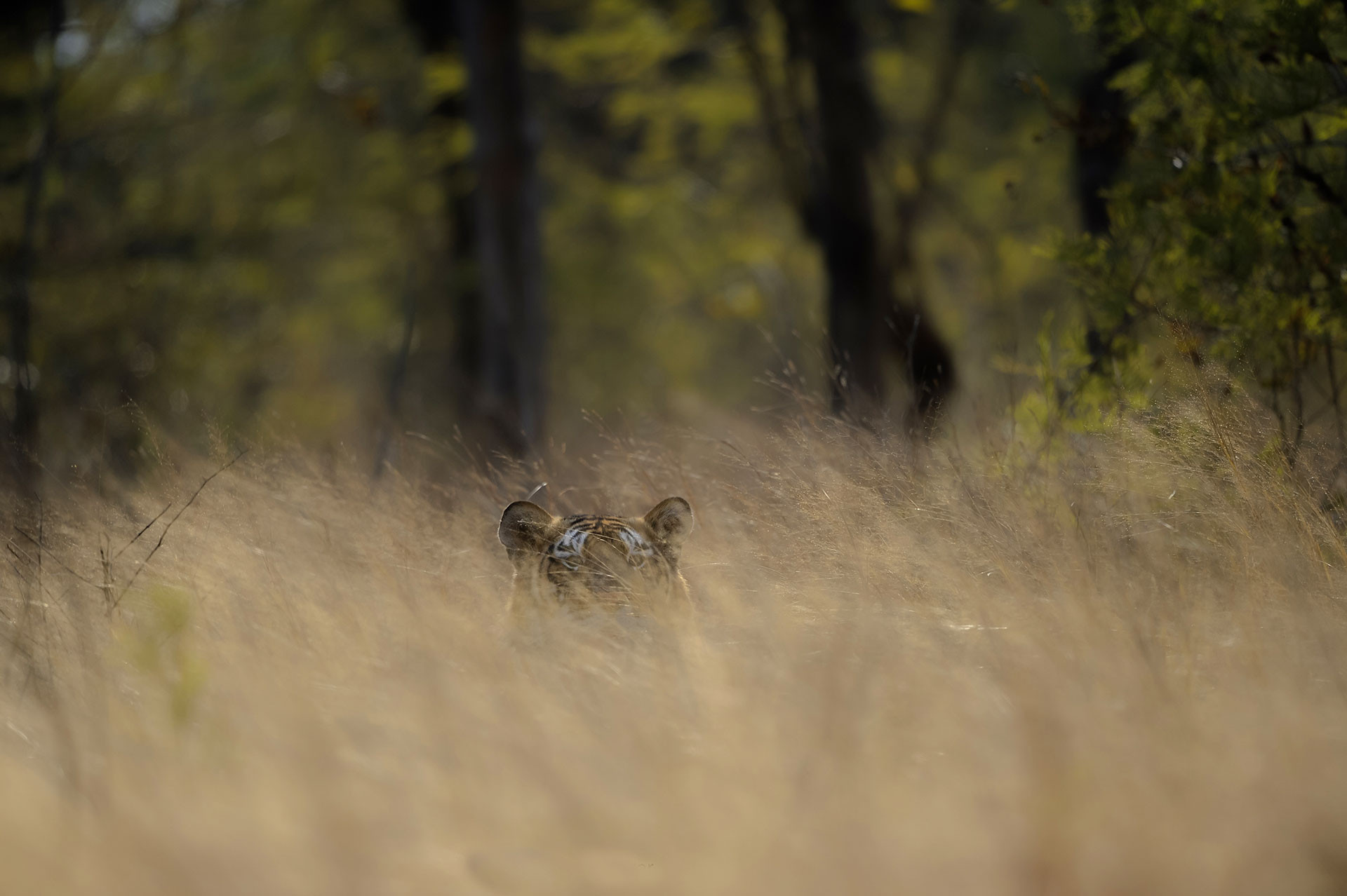 Bengal Tiger in the grassland in Panna Tiger Reserve