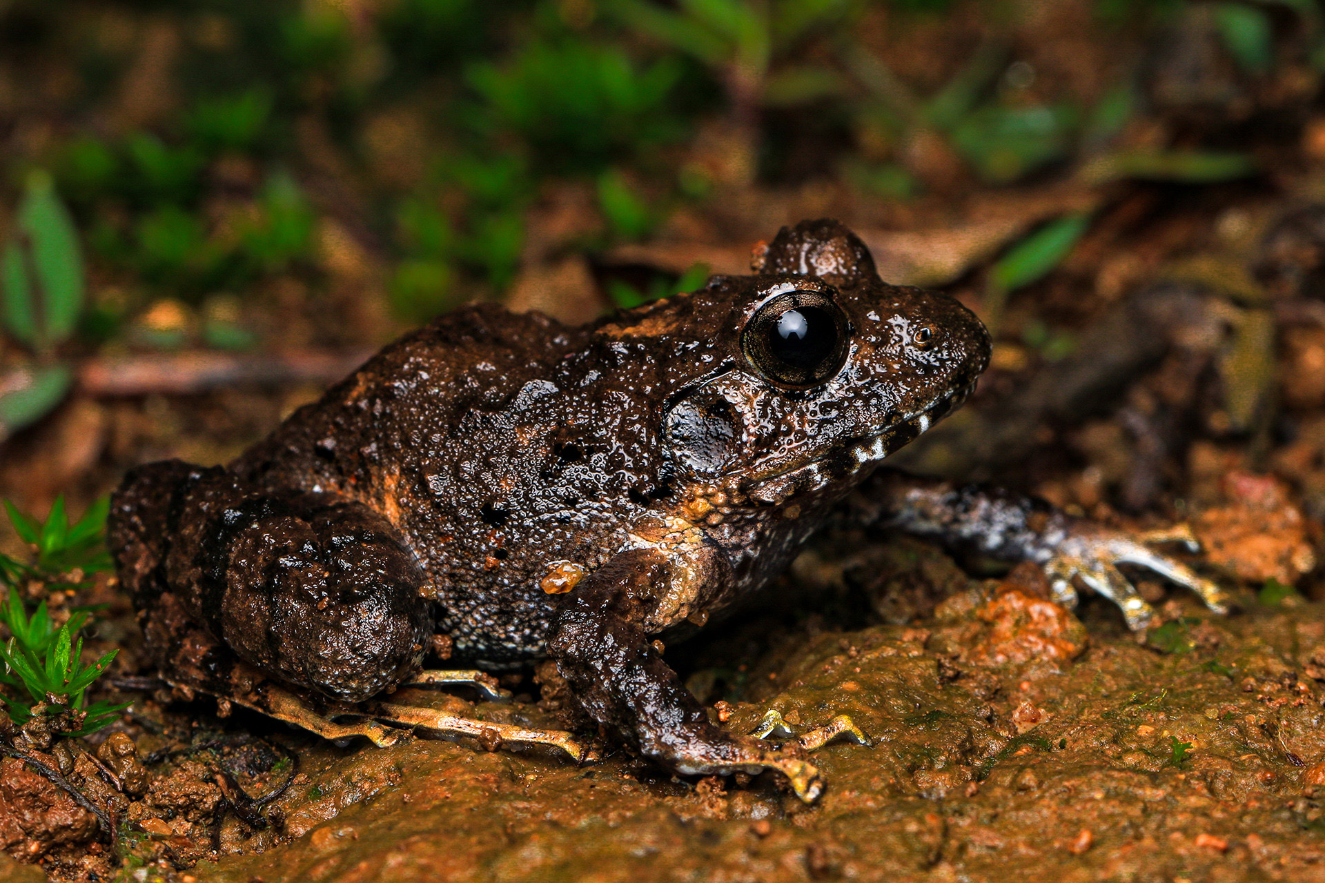 Toad-skinned Frog Walkerana phyrnoderma