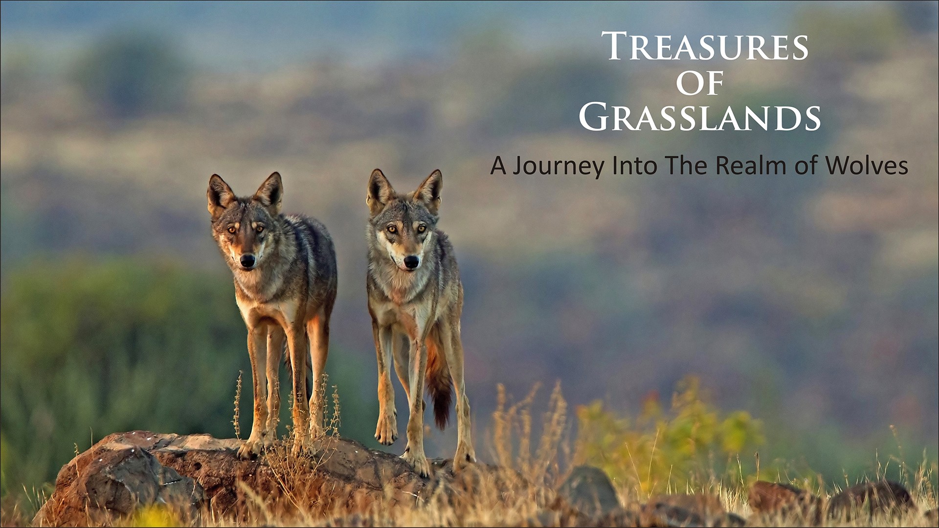 Tog poster hztl - Nature inFocus Film Awards 2019: The Winners | Nature inFocus