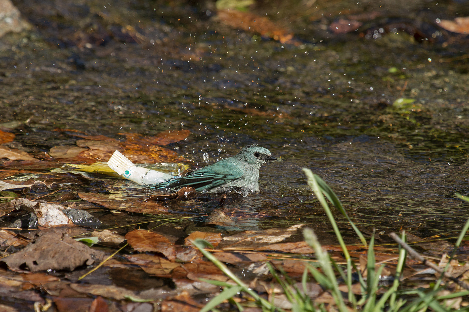Trash img - The Great Himalayan Plastic Crisis | Nature inFocus