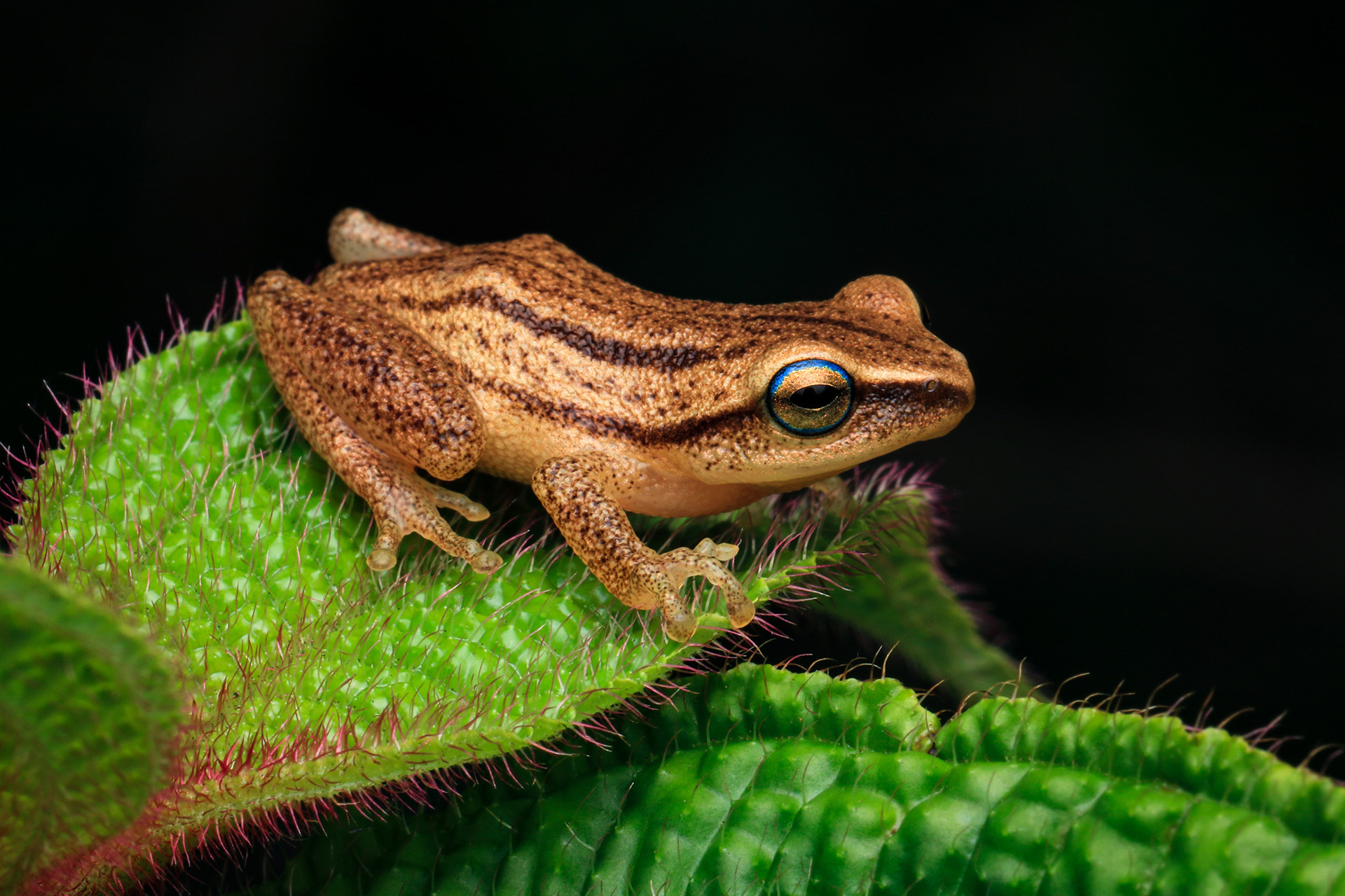 Travancore Bush Frog Raorchestes Travancoricus