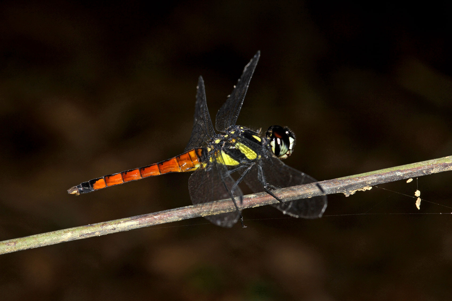 Tricolour Bloodtail (Lyriothemis tricolor) | Nature inFocus