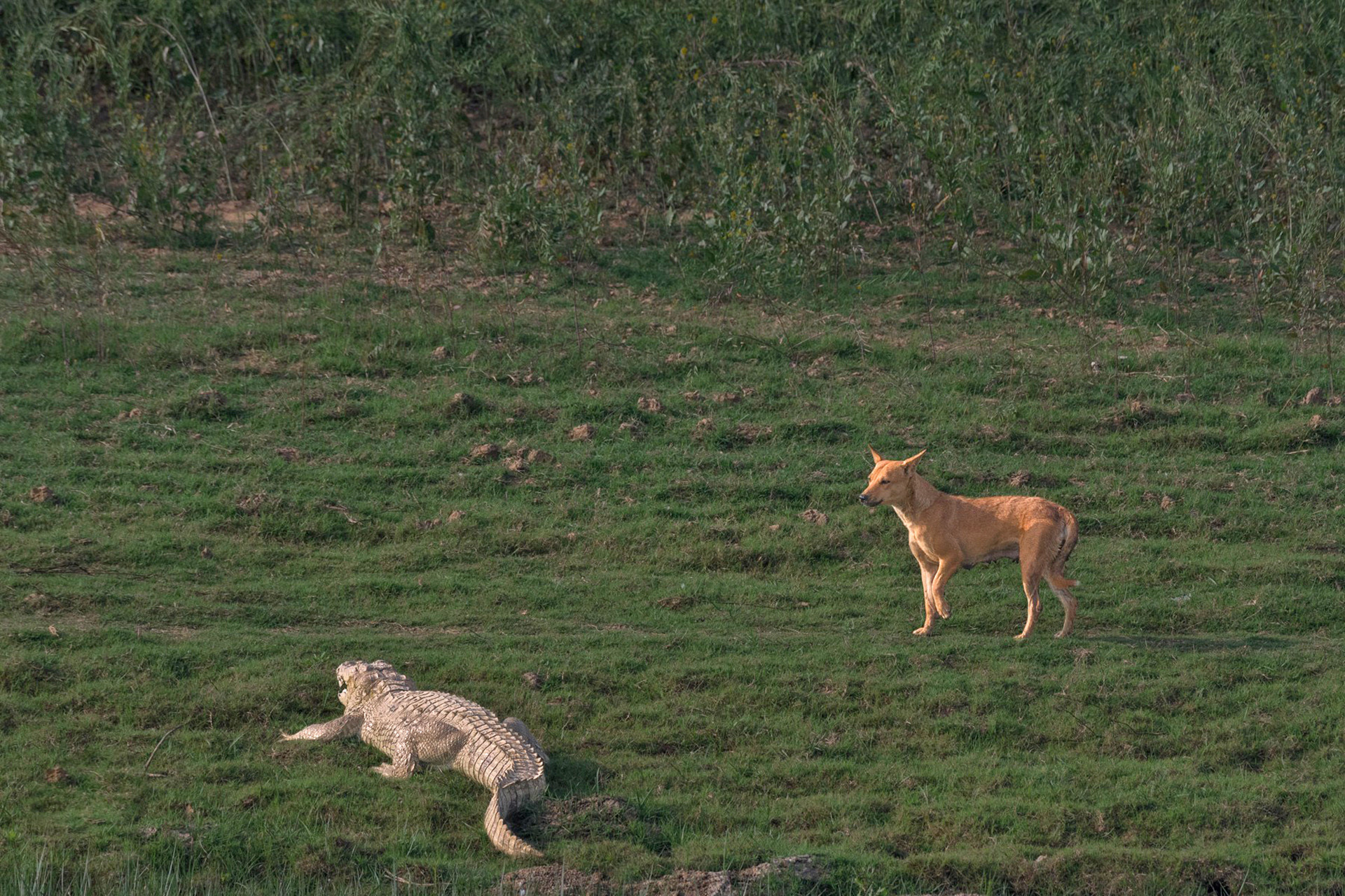 A feral dog and a marsh crocodile in National Chambal Wildlife Sanctuary