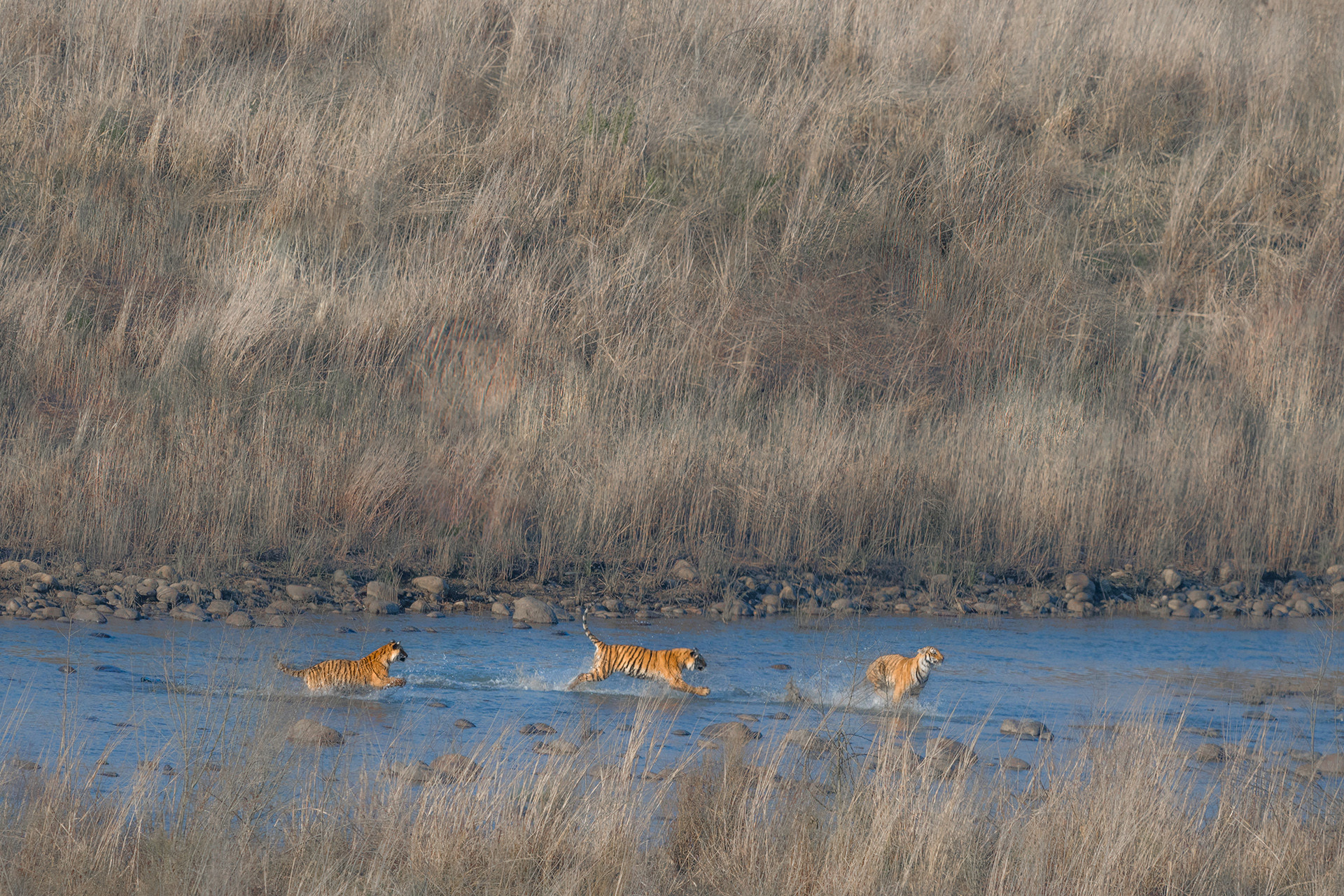 Tiger cubs playing in the river in Dhikala in Corbett National Park