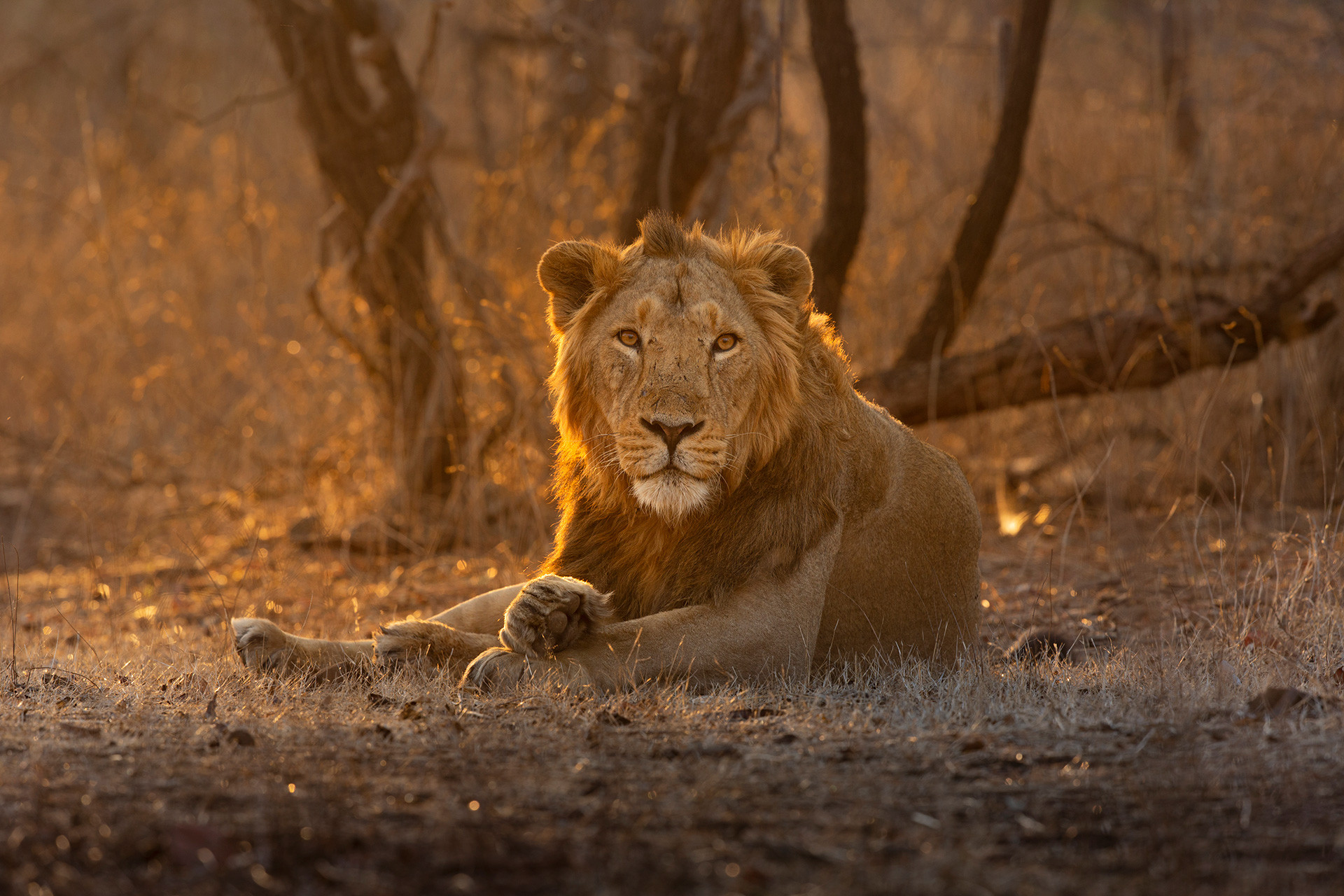      TS G  A    a | Nature Infocus