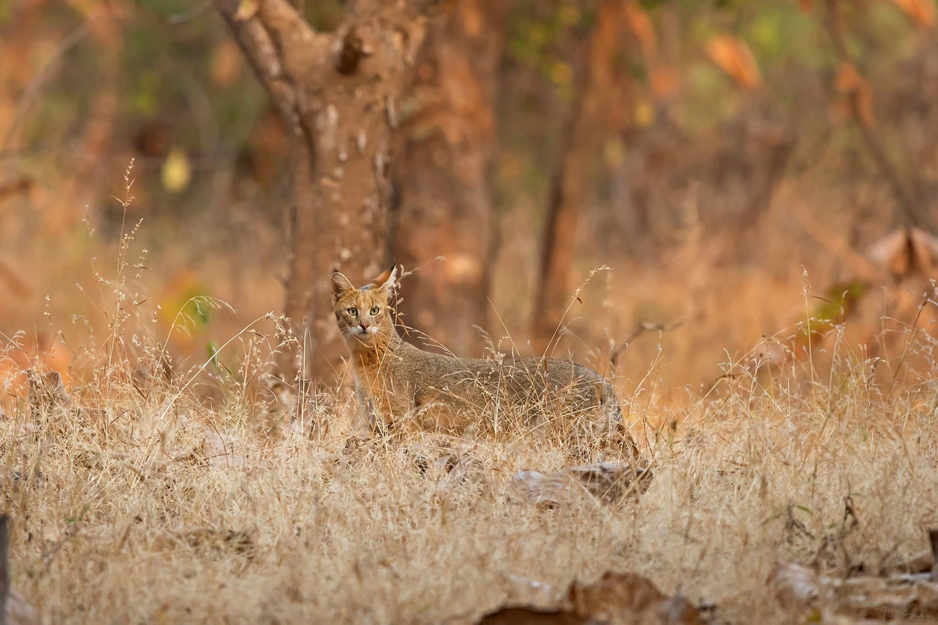      TS Gir JC | Nature Infocus