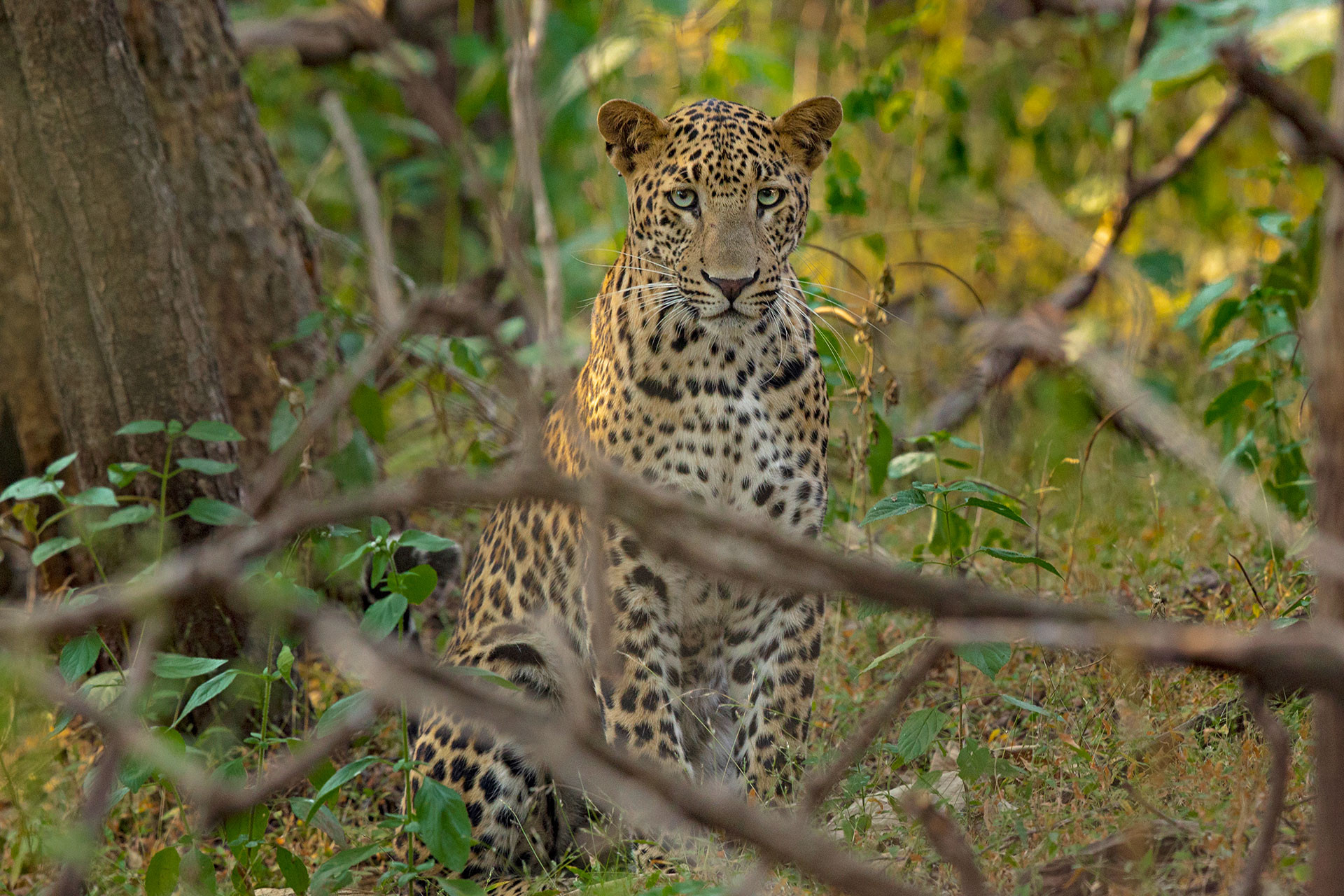      TS TDS      | Nature Infocus