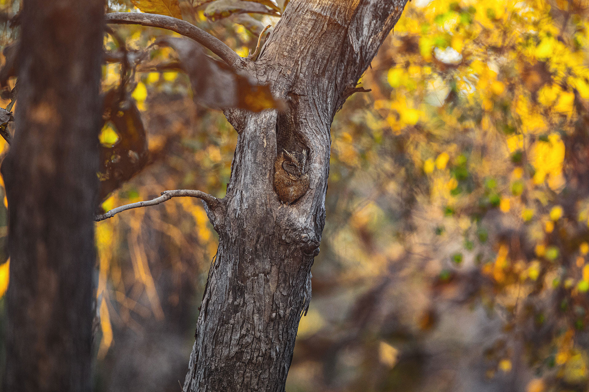      TS TDS      | Nature Infocus