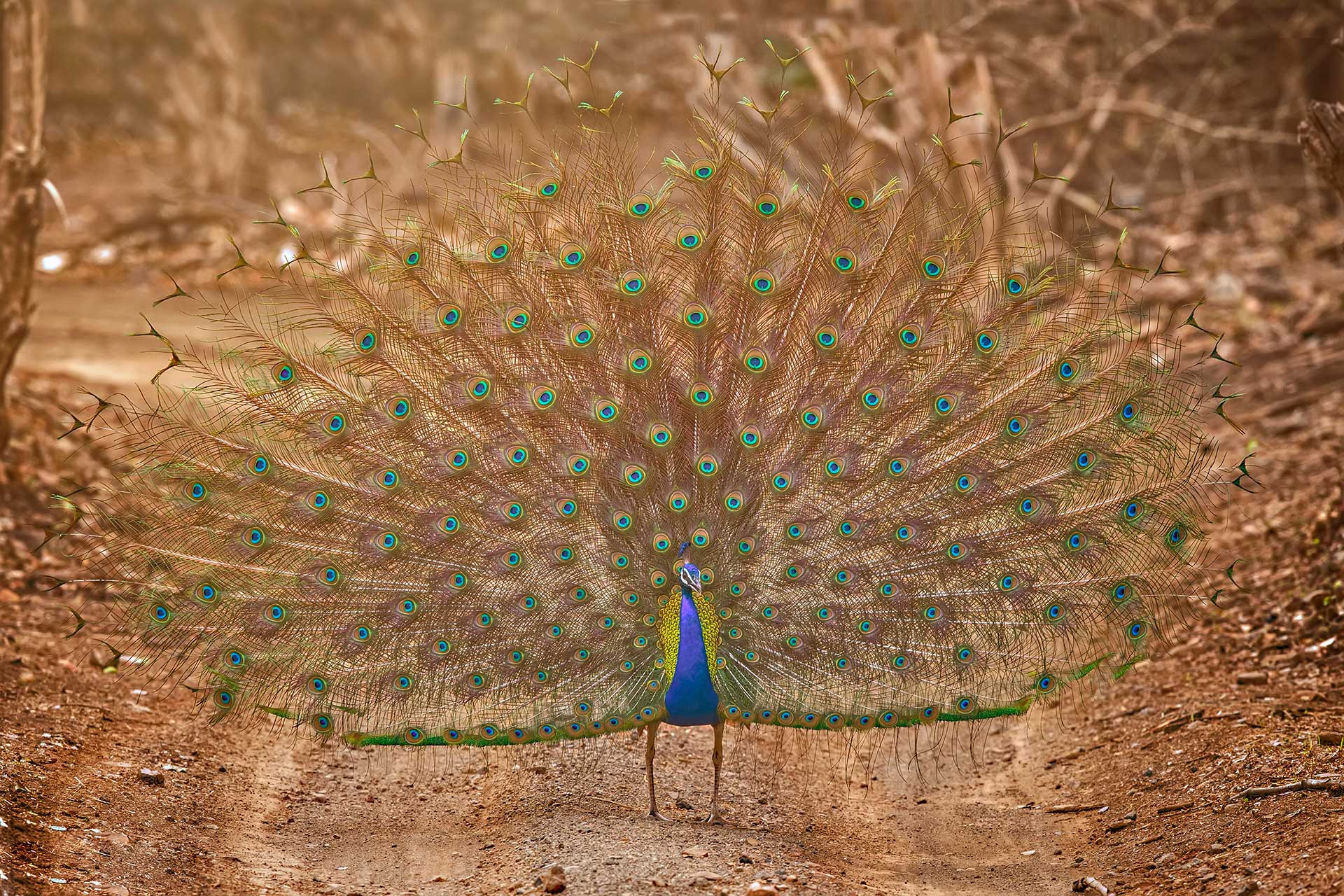      TS TDS     a | Nature Infocus
