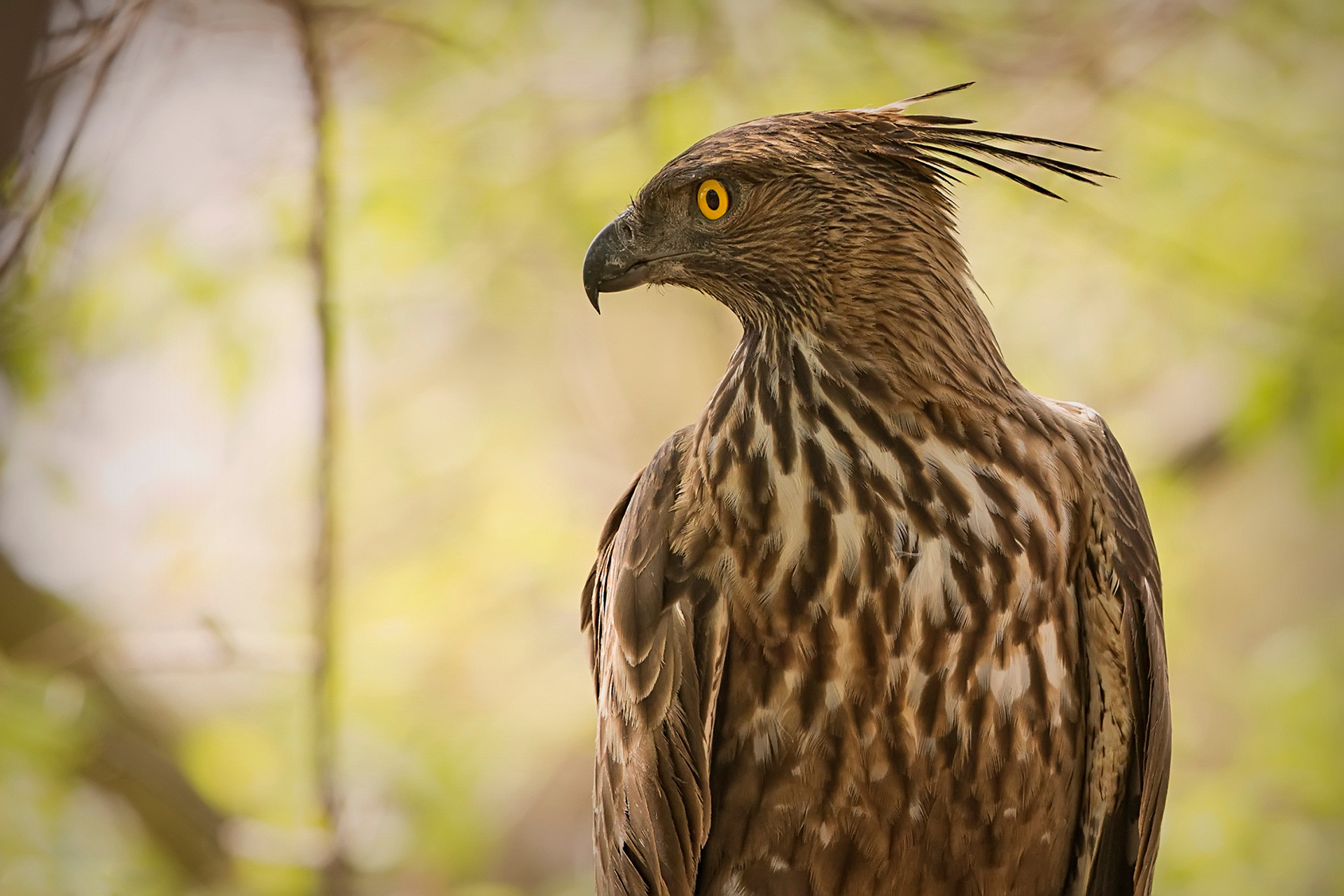      TS TDS     a | Nature Infocus
