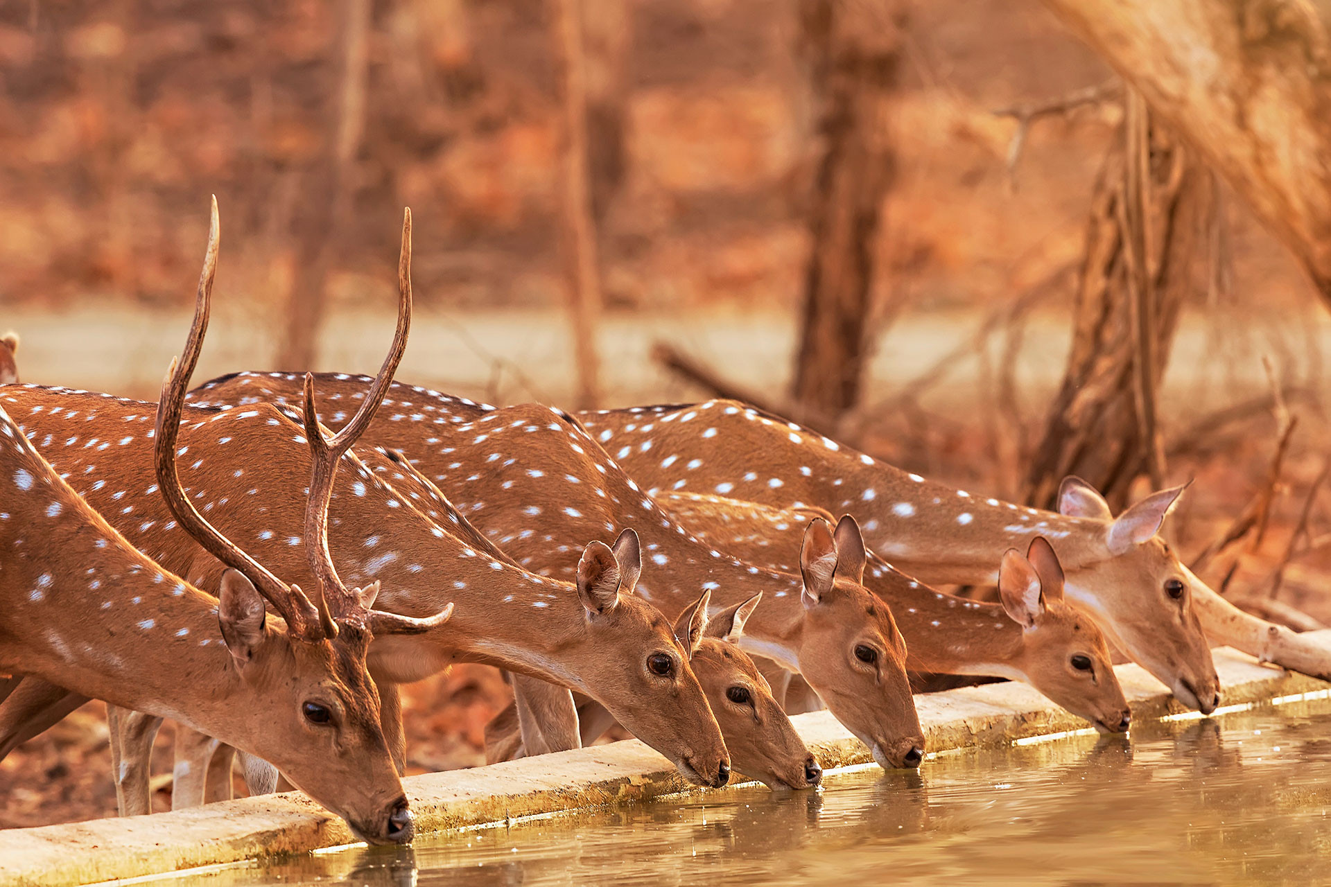      TS TDS     a | Nature Infocus