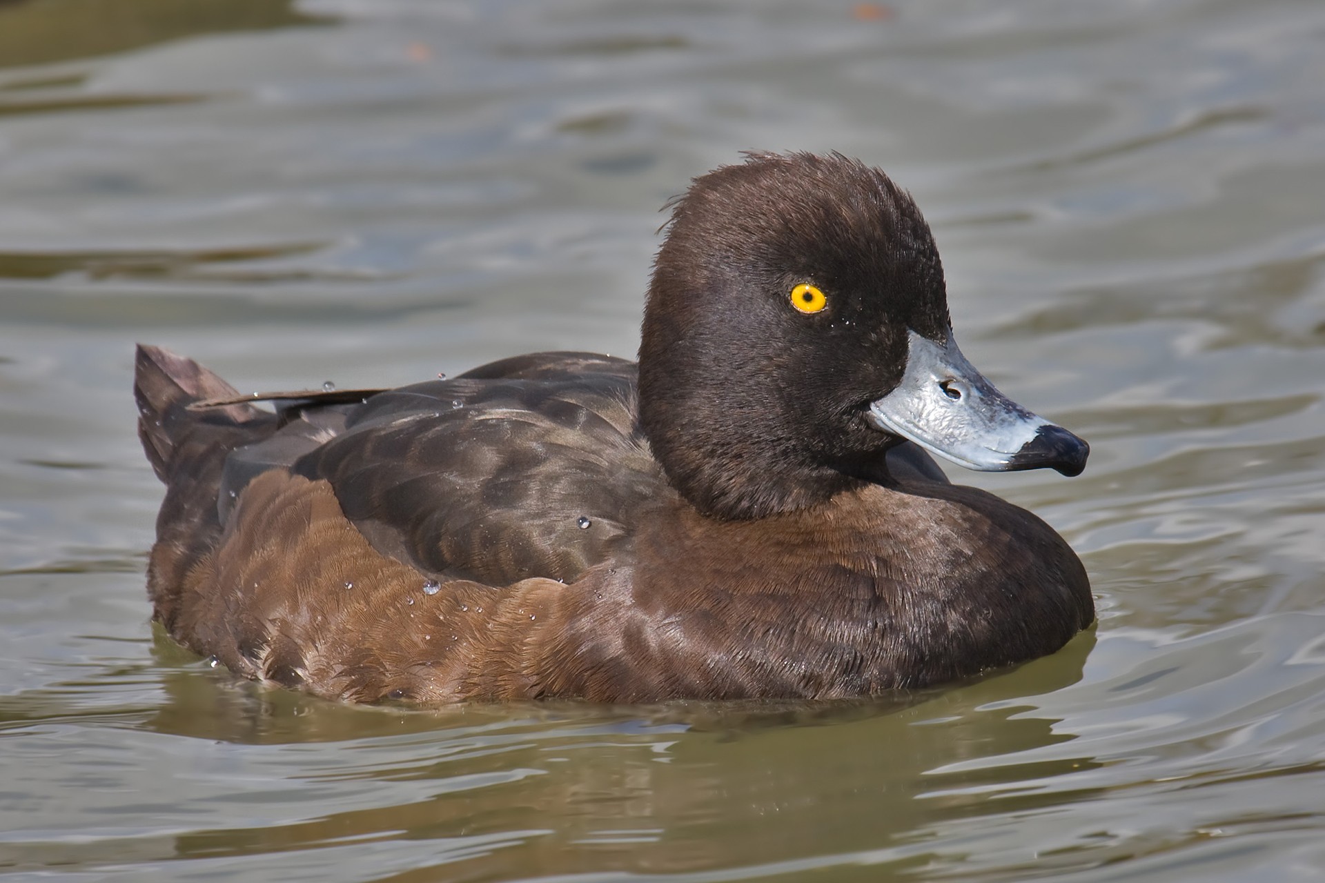 Tufted duck female