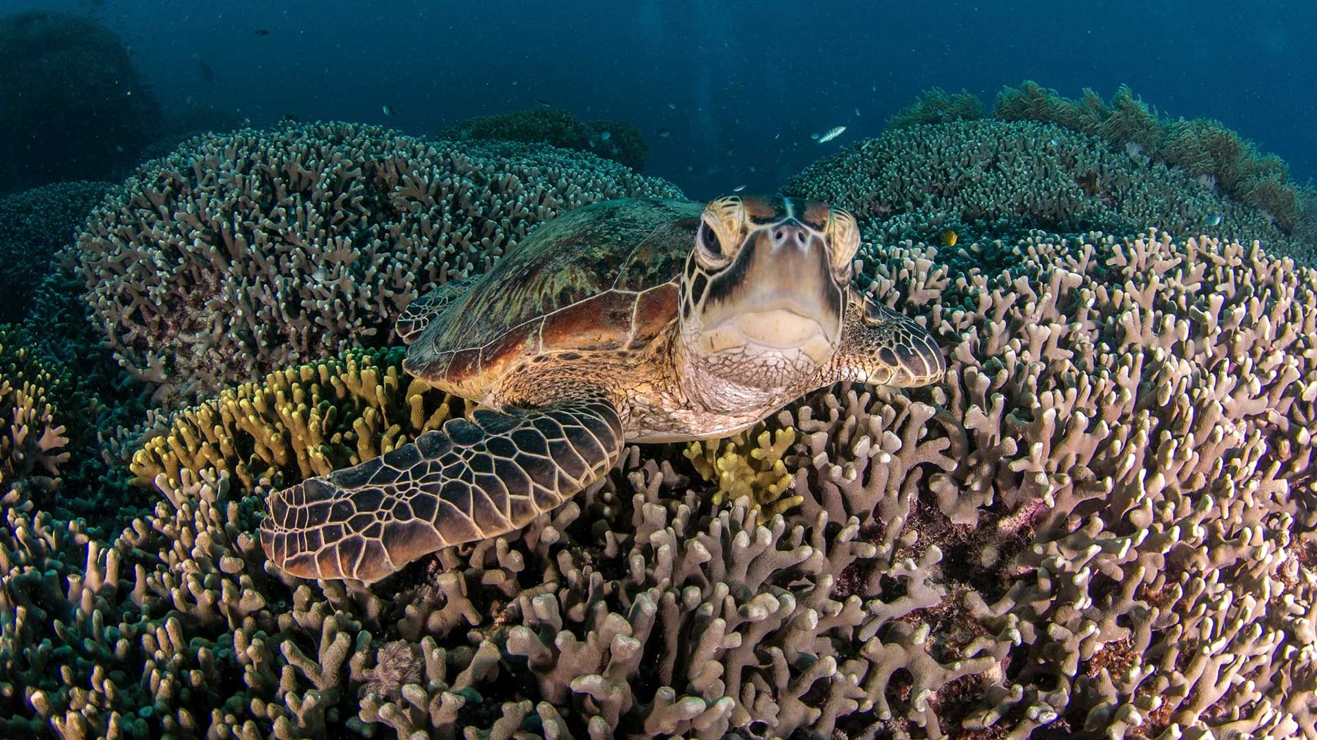 Turtle swims near a coral reef in Great Barrier Reef Australia