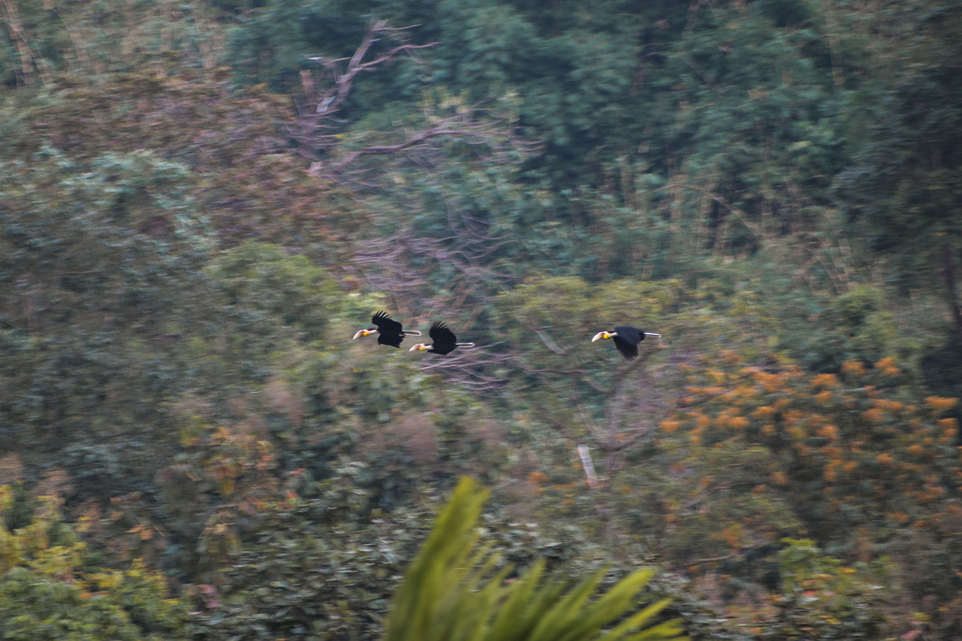 Wreathed Hornbills flying in Pakke Tiger Reserve Forest