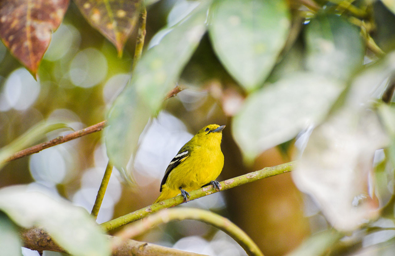 Common Iora (Aegithina tiphia) in Pakke Tiger Reserve