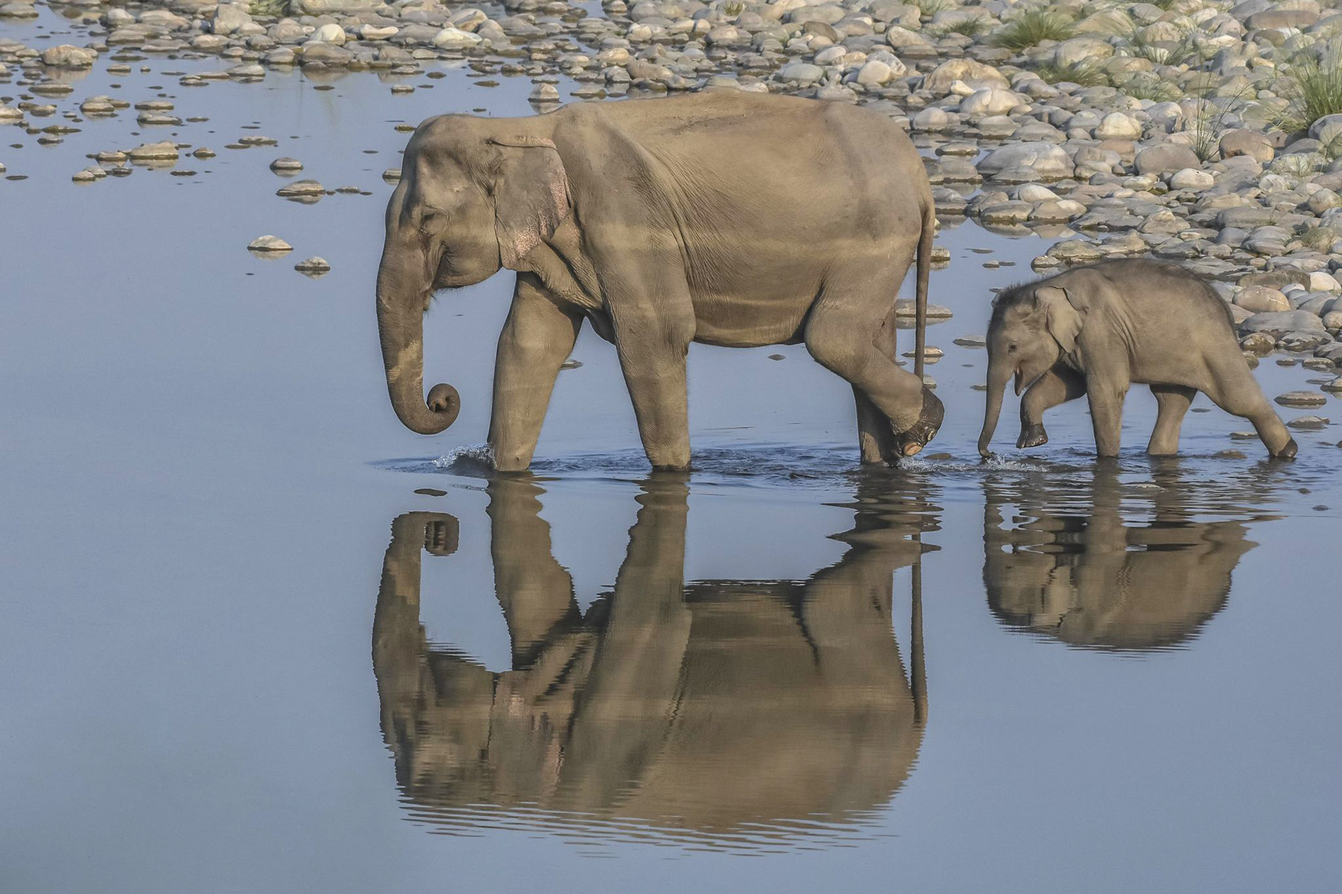 An elephant mother and calf crossing the Ramganga River in Corbett