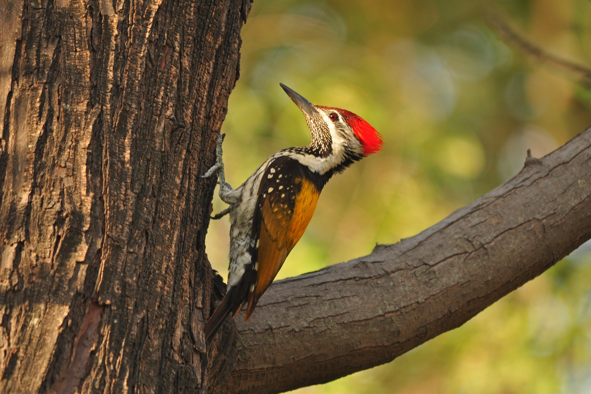 Urban area    black rumped flameback - 13 Places To Go Birdwatching In Indore | Nature inFocus