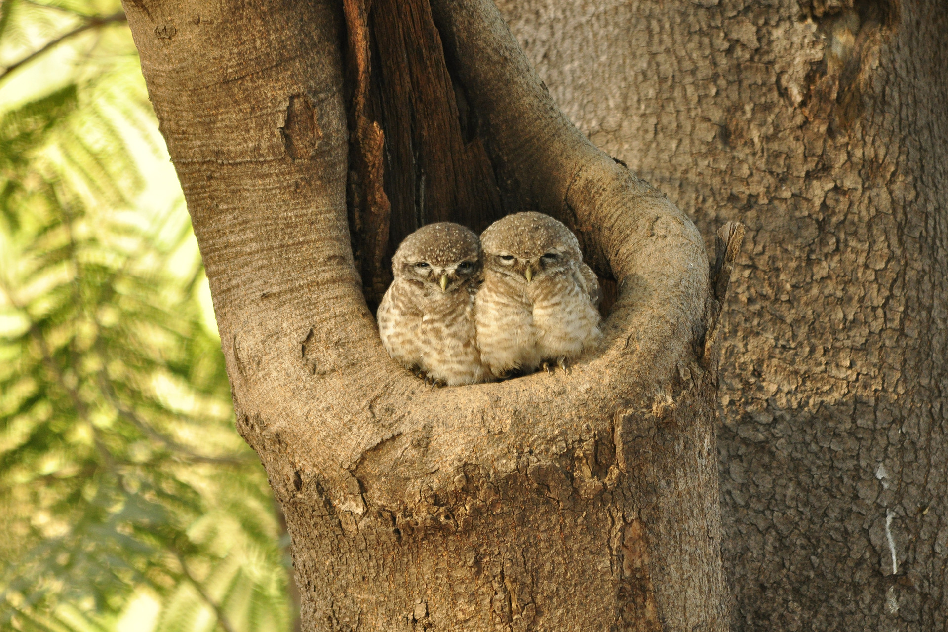 Urban area    spotted owlet - 13 Places To Go Birdwatching In Indore | Nature inFocus