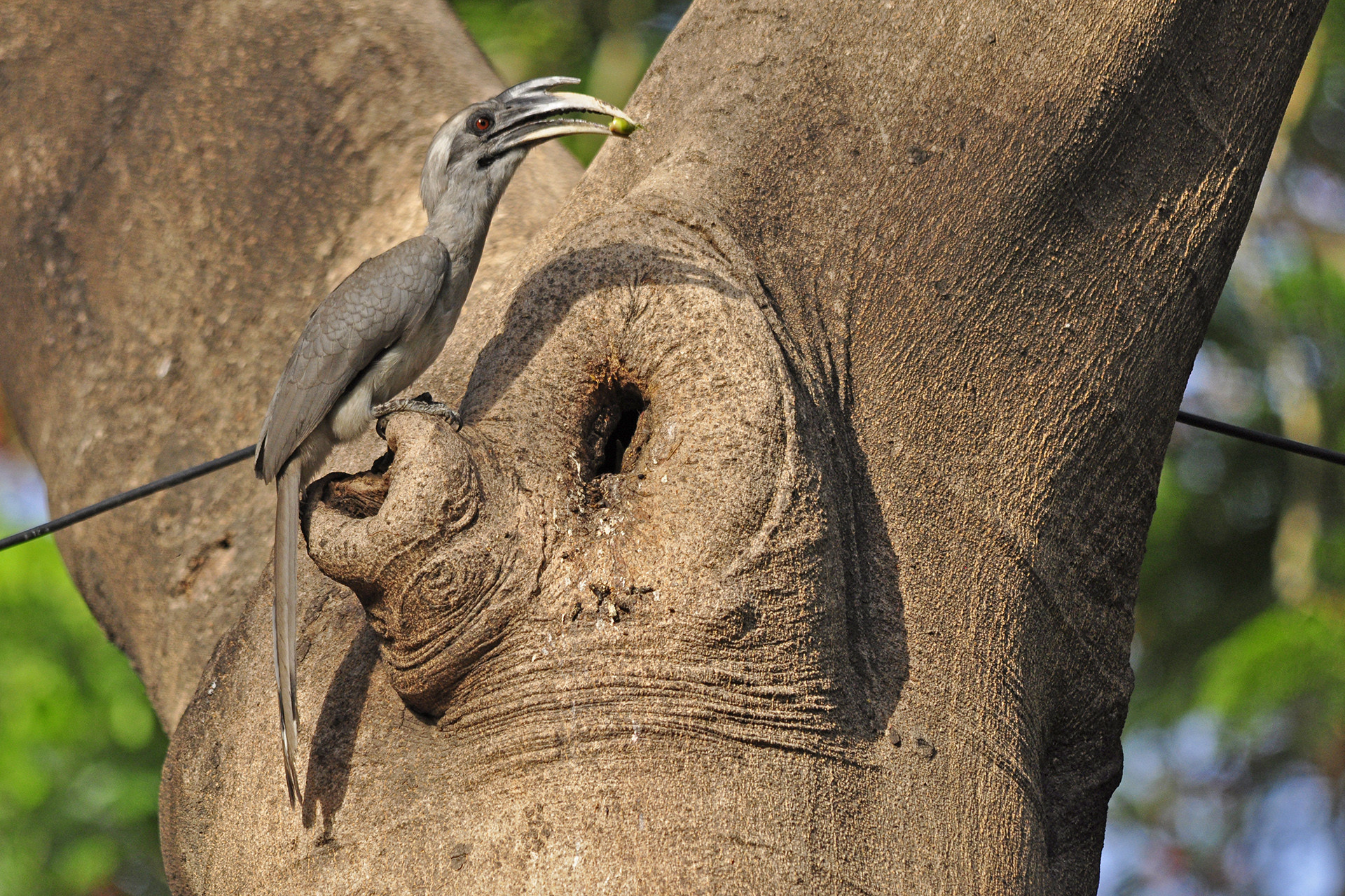 Urban area - 13 Places To Go Birdwatching In Indore | Nature inFocus