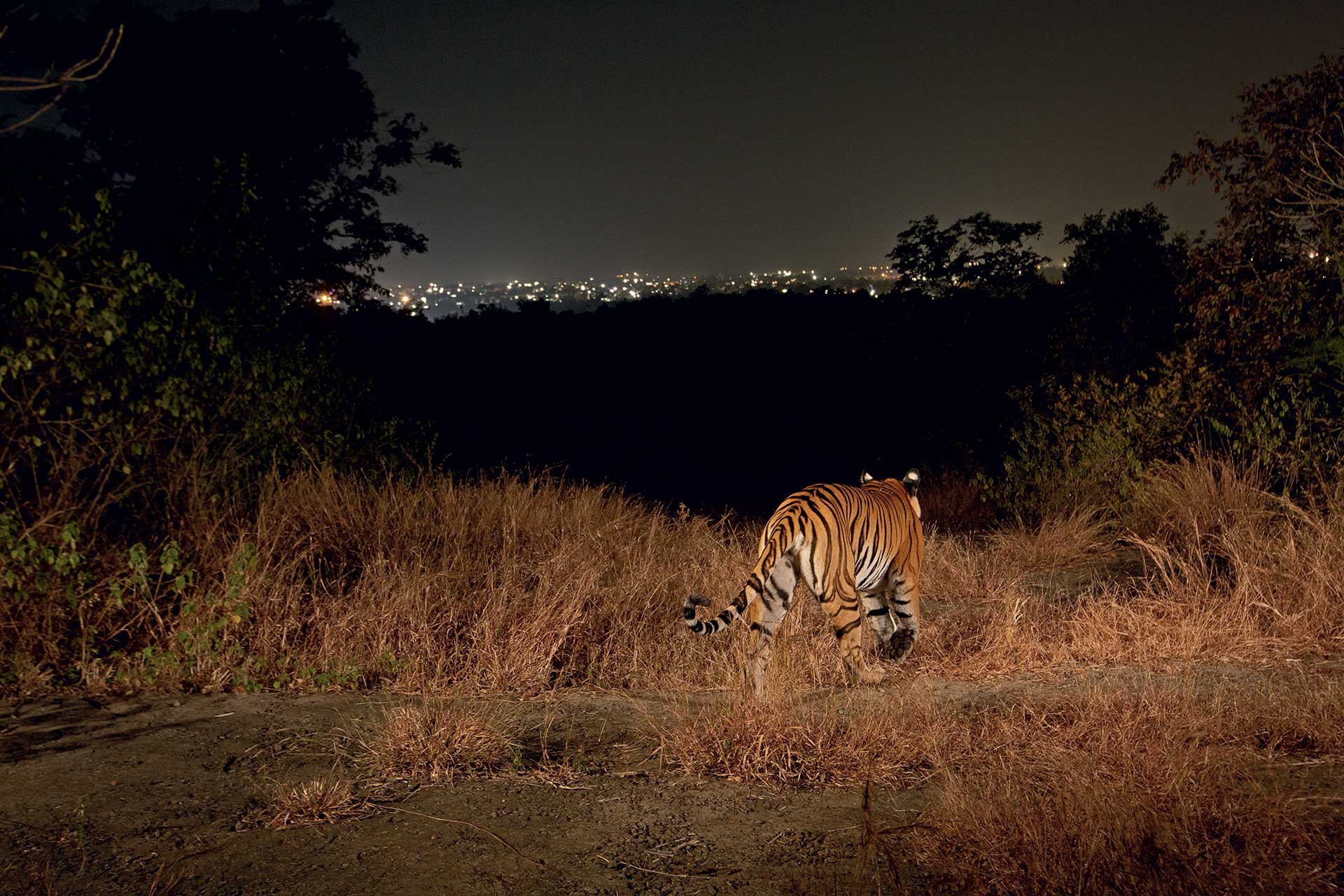 Wild tiger in Bhopal Madhya Pradesh