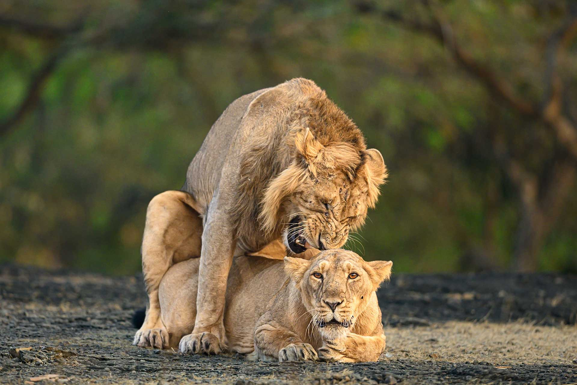 Mating pair of lions at Gir | Nature inFocus