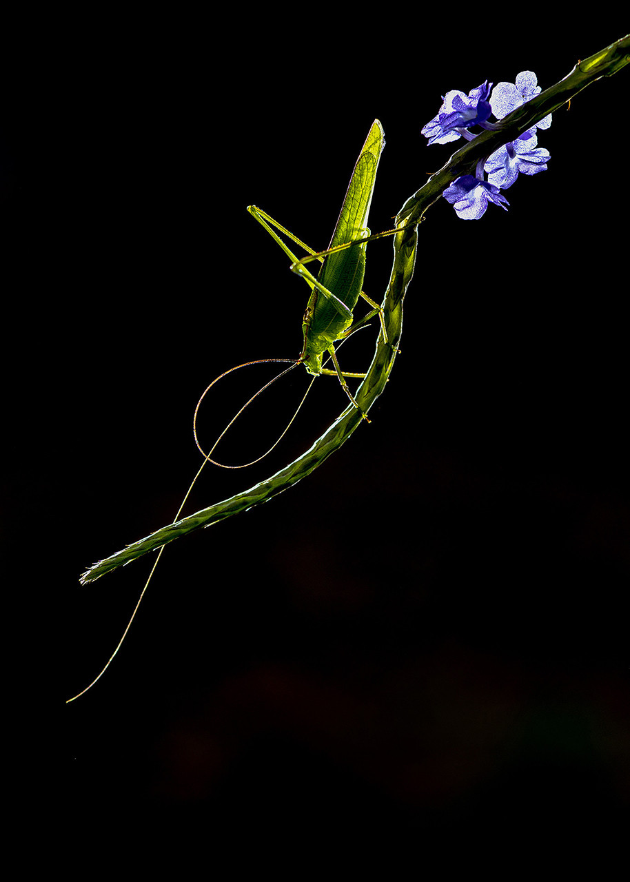 v Anagha Mohan dsc | Nature Infocus