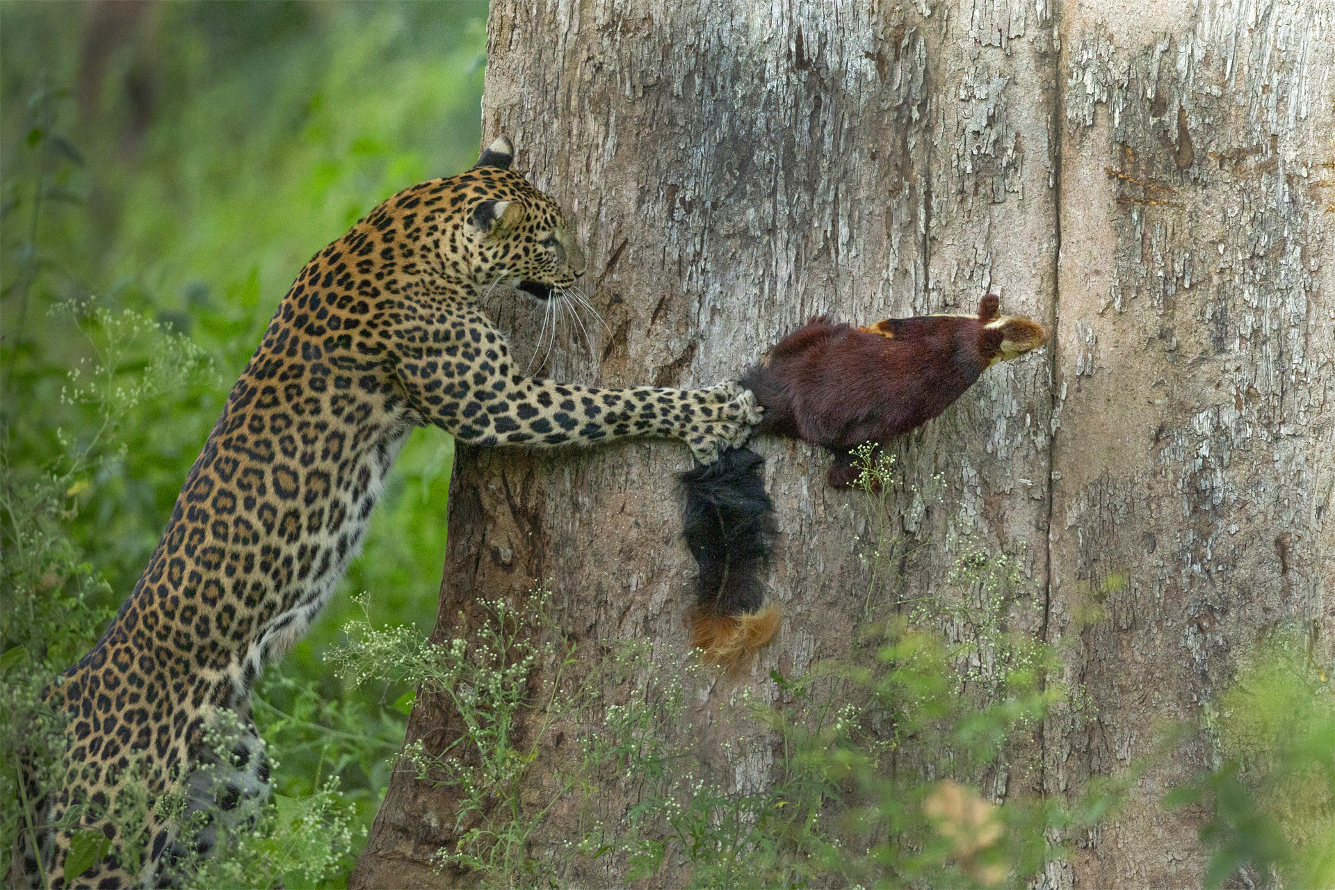 v Priyanka Rahut Mitra u | Nature Infocus