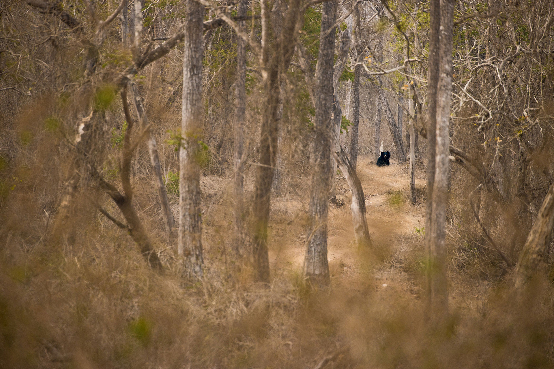 v Divya Dwarak img | Nature Infocus