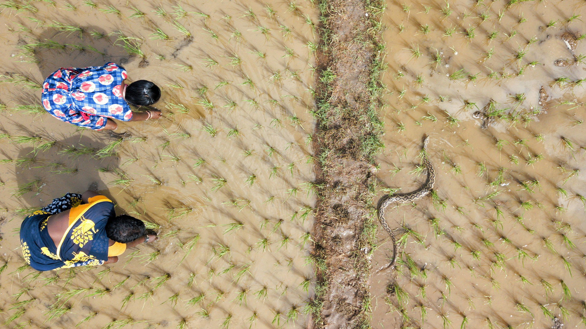 v Gnaneswar Ch dji | Nature Infocus