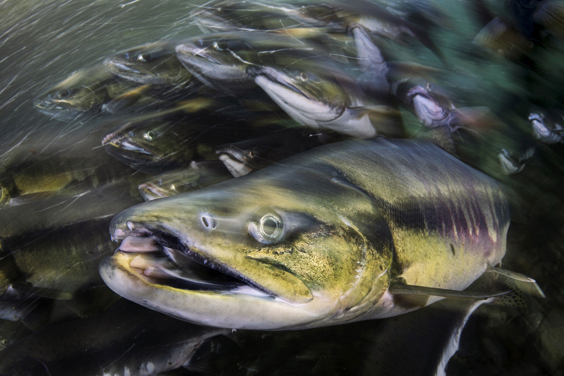 v Magnus Lundgren pack of salmons wanderlust px | Nature Infocus