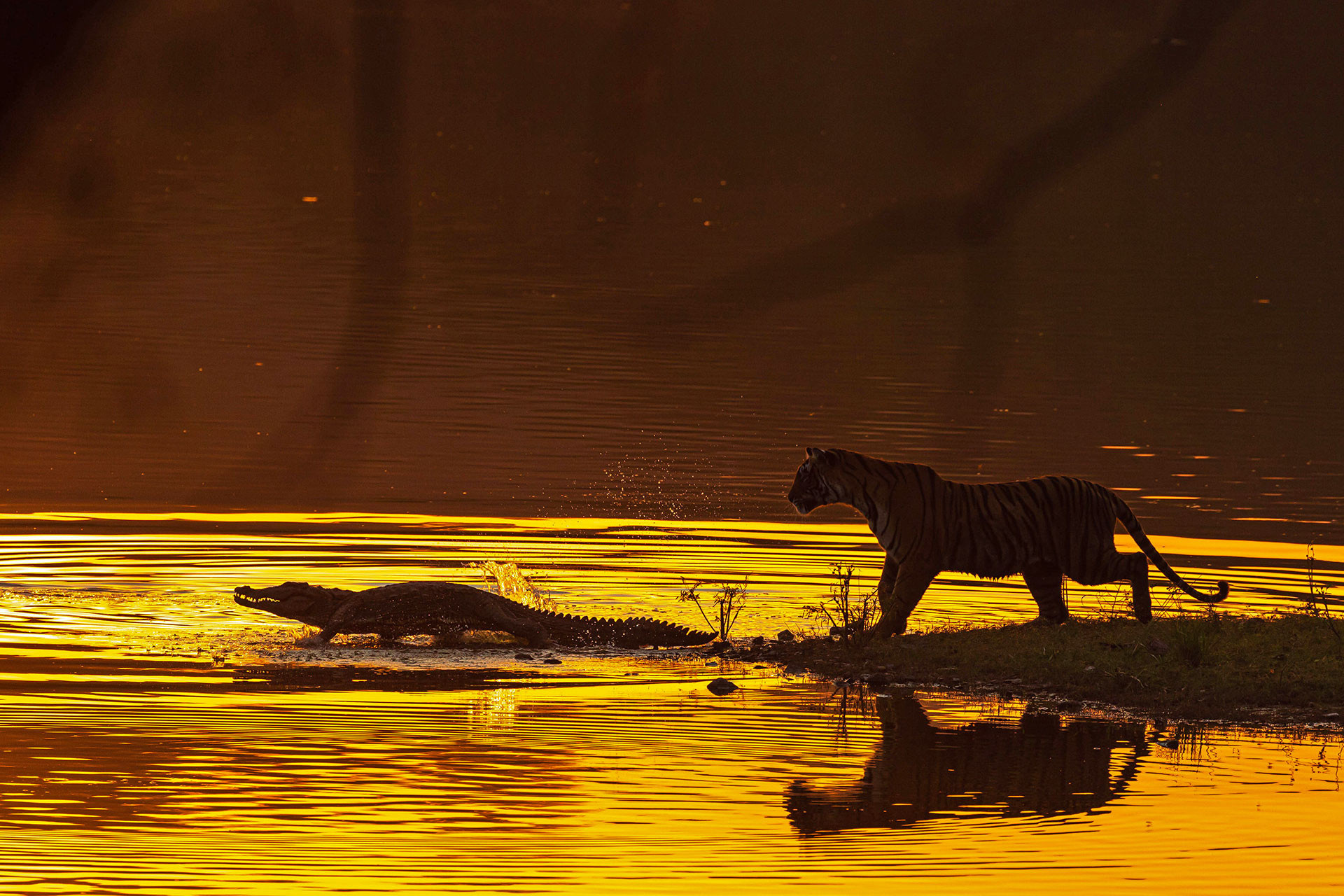 v Rajat Subhra Pramanick t a | Nature Infocus