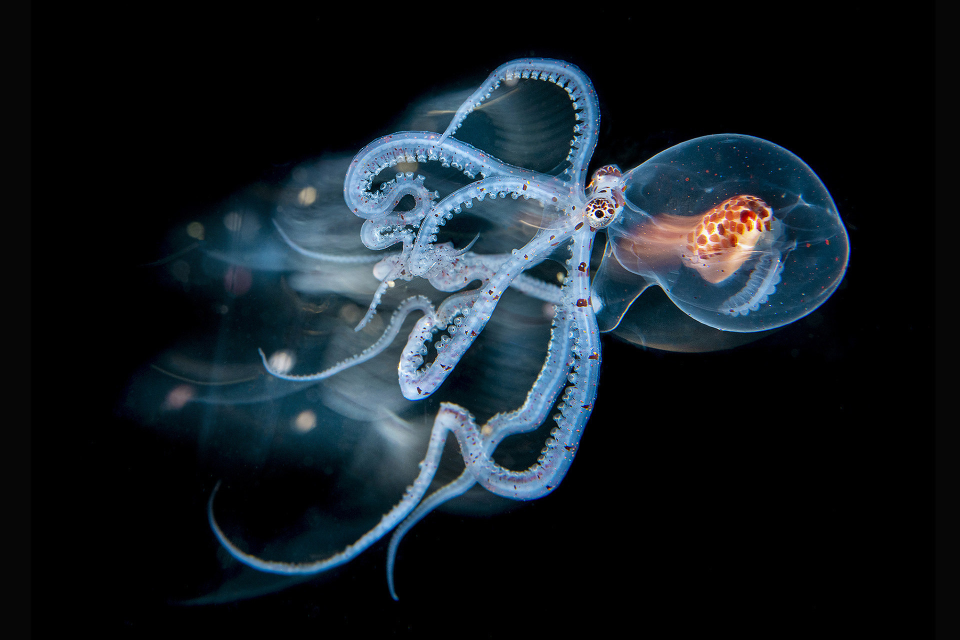 v Magnus Lundgren mlu s v px adobergb | Nature Infocus