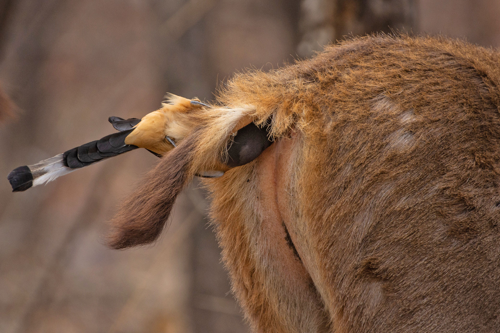 v Shashwat Mohapatra treepie | Nature Infocus