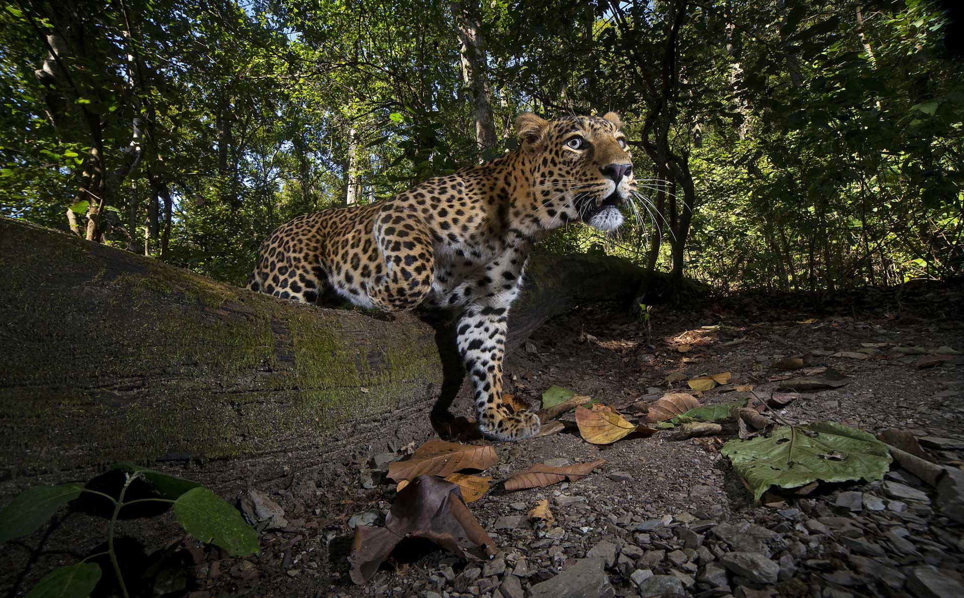 v Shivang Mehta mg | Nature Infocus