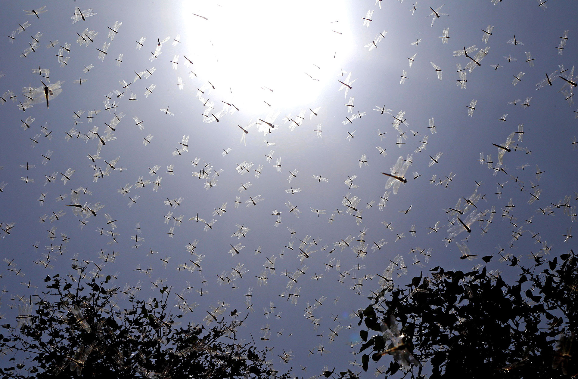 v Jackson Johnson swarm of dragonflies new | Nature Infocus