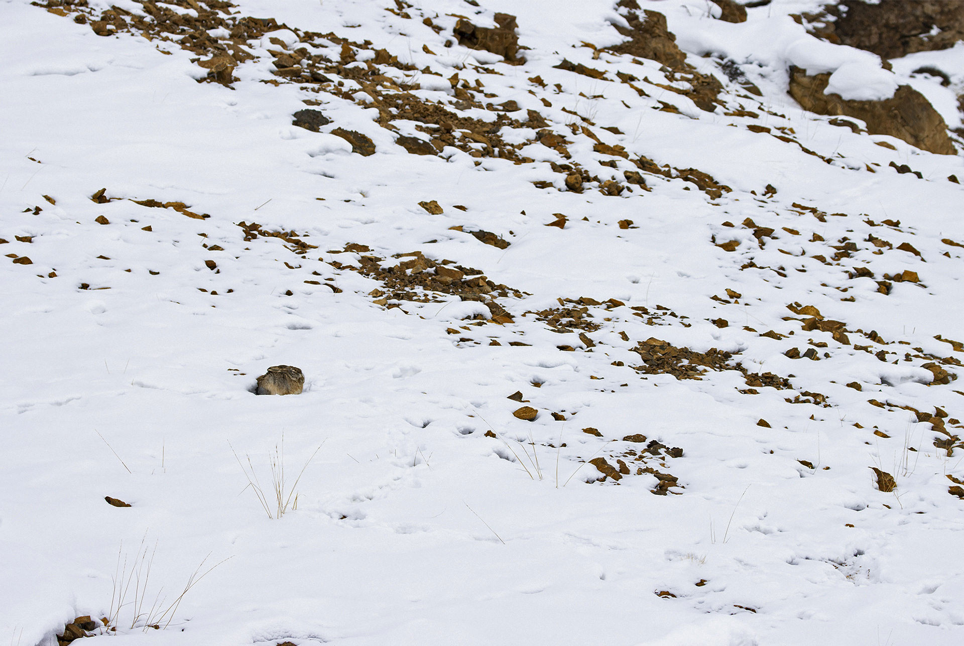 v Indranil Basu Mallick inner peace wooly hare | Nature Infocus