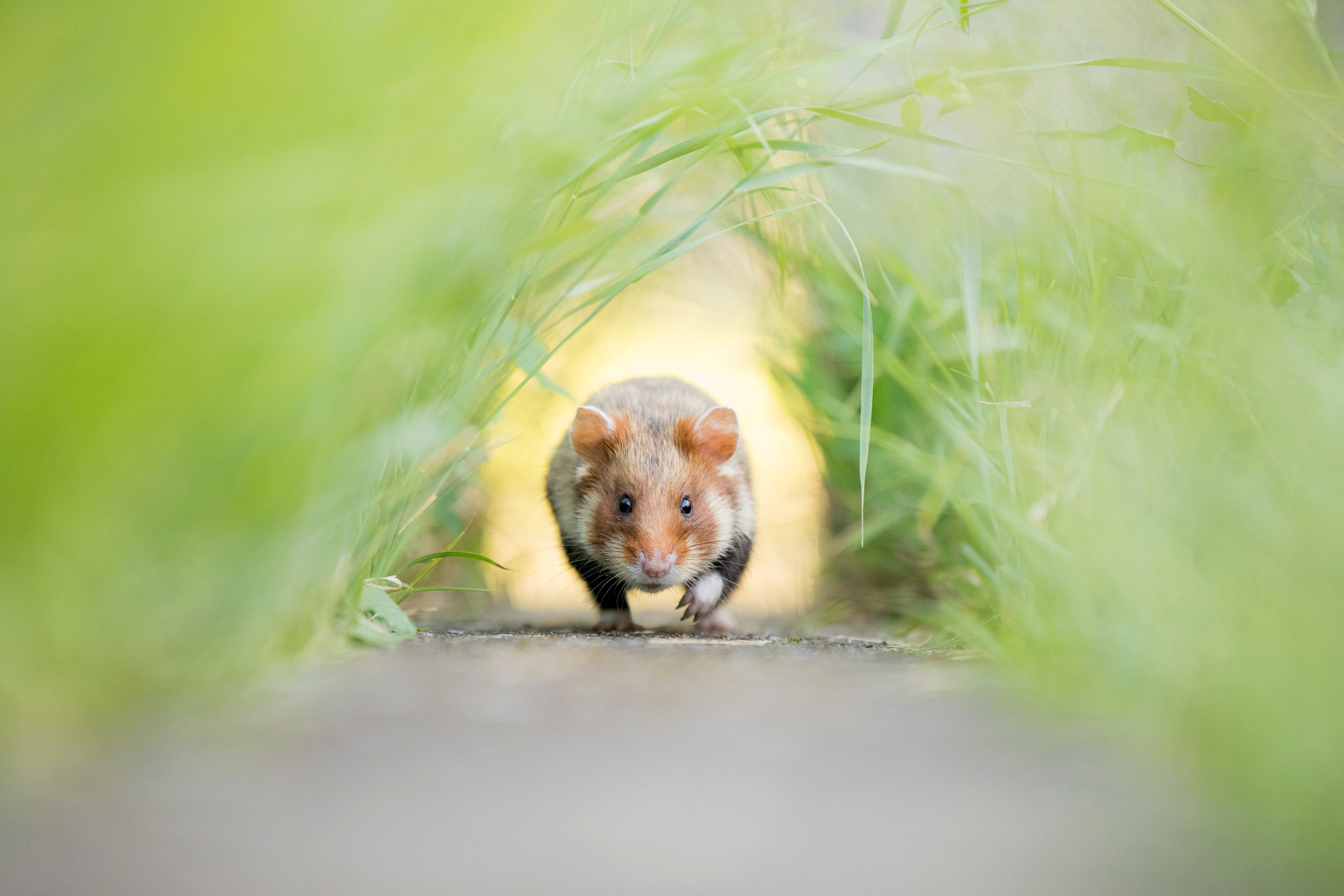 v Kai Kolodziej dsc | Nature Infocus
