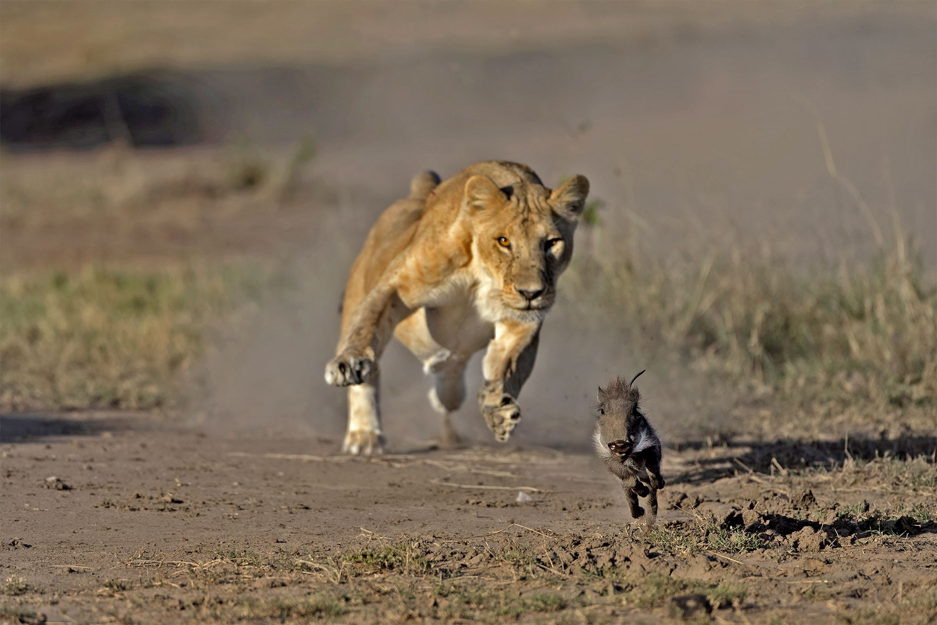 v Kushal Guttedar behaviour | Nature Infocus